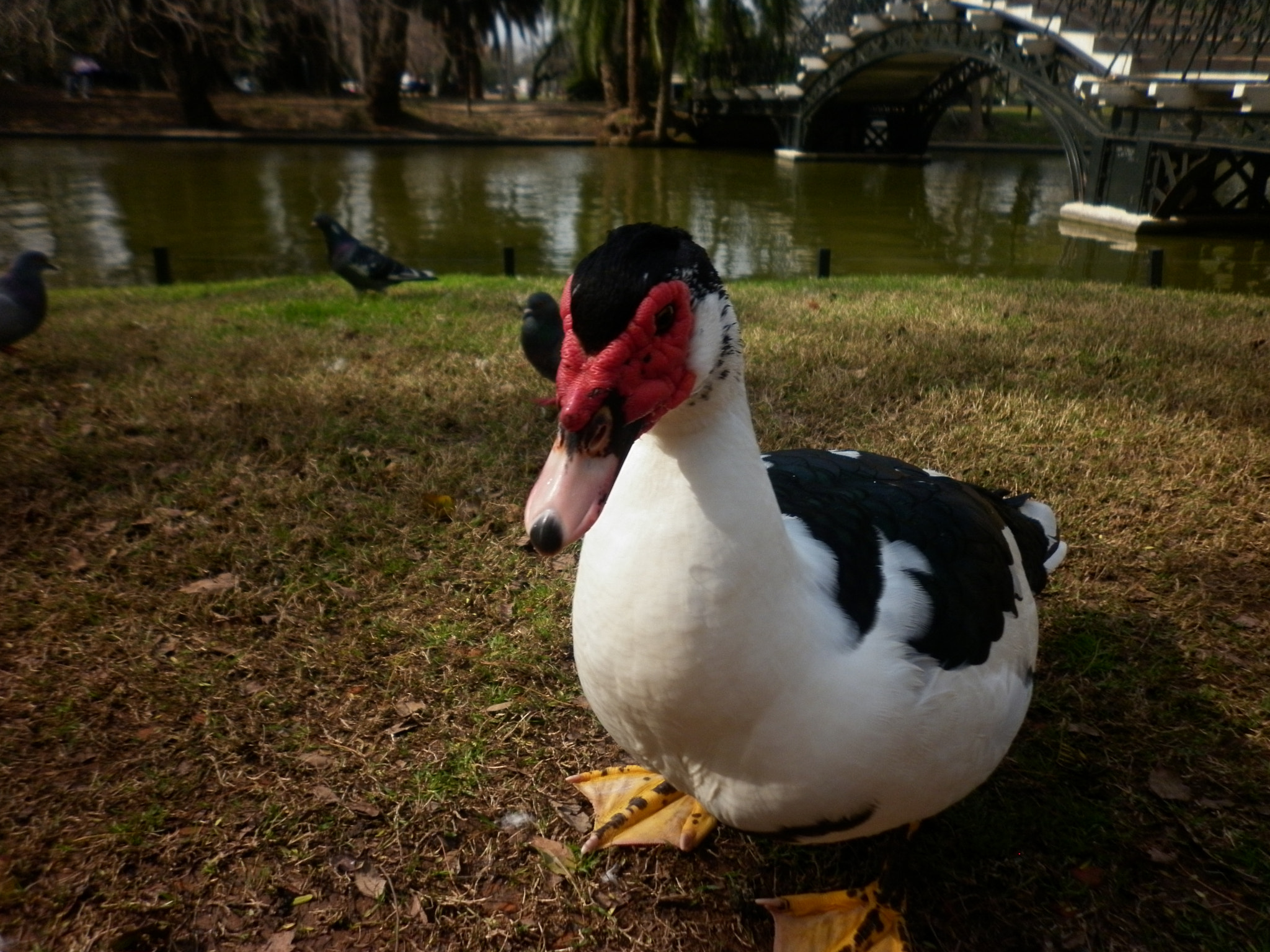 Panasonic DMC-F3 sample photo. Pato en bosques de palermo photography