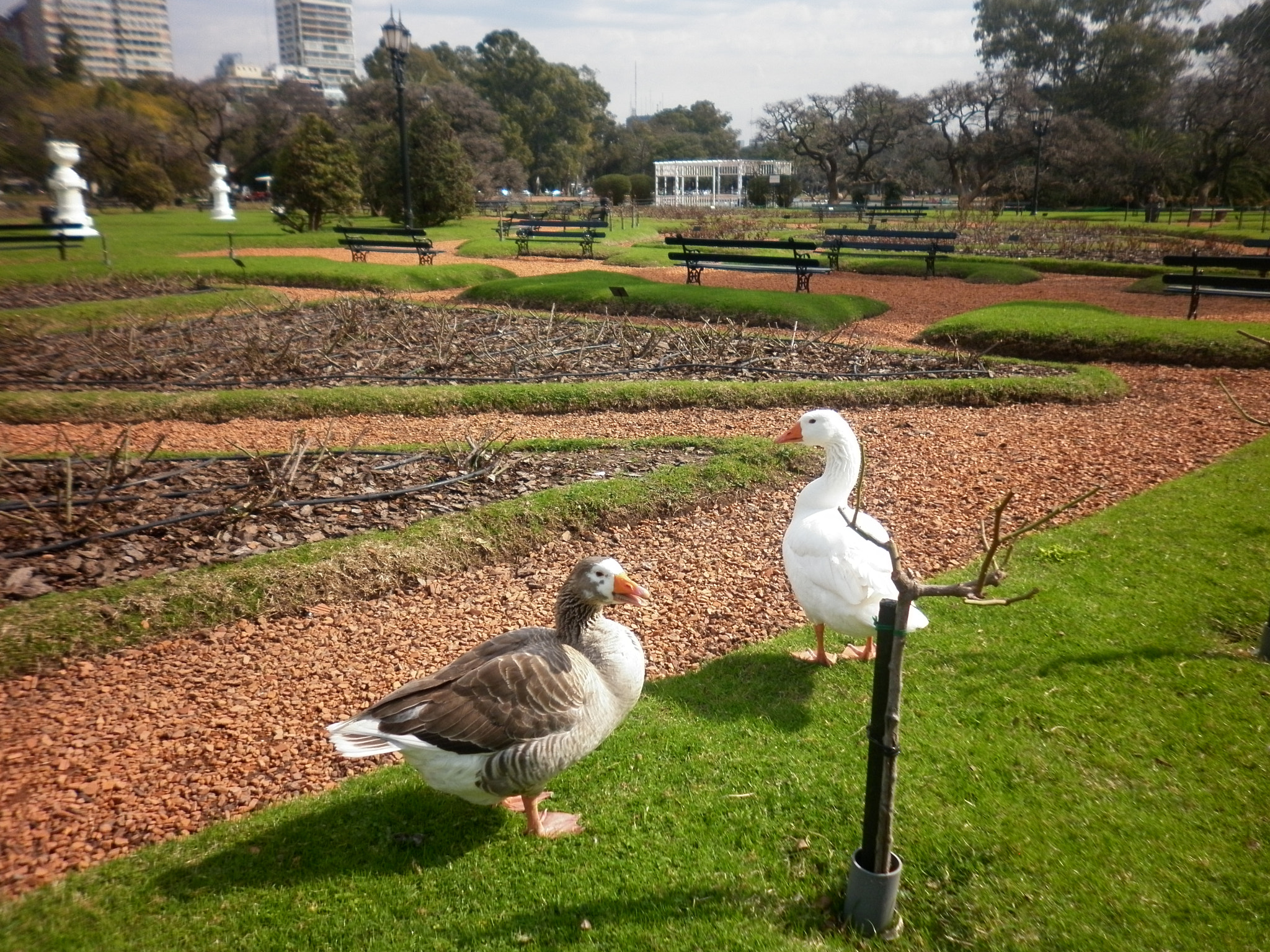 Panasonic DMC-F3 sample photo. Gansos en bosques de palermo photography