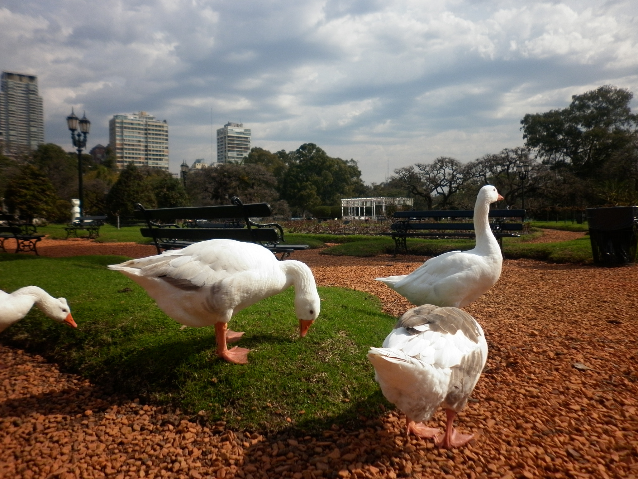 Panasonic DMC-F3 sample photo. Gansos en bosques de palermo photography