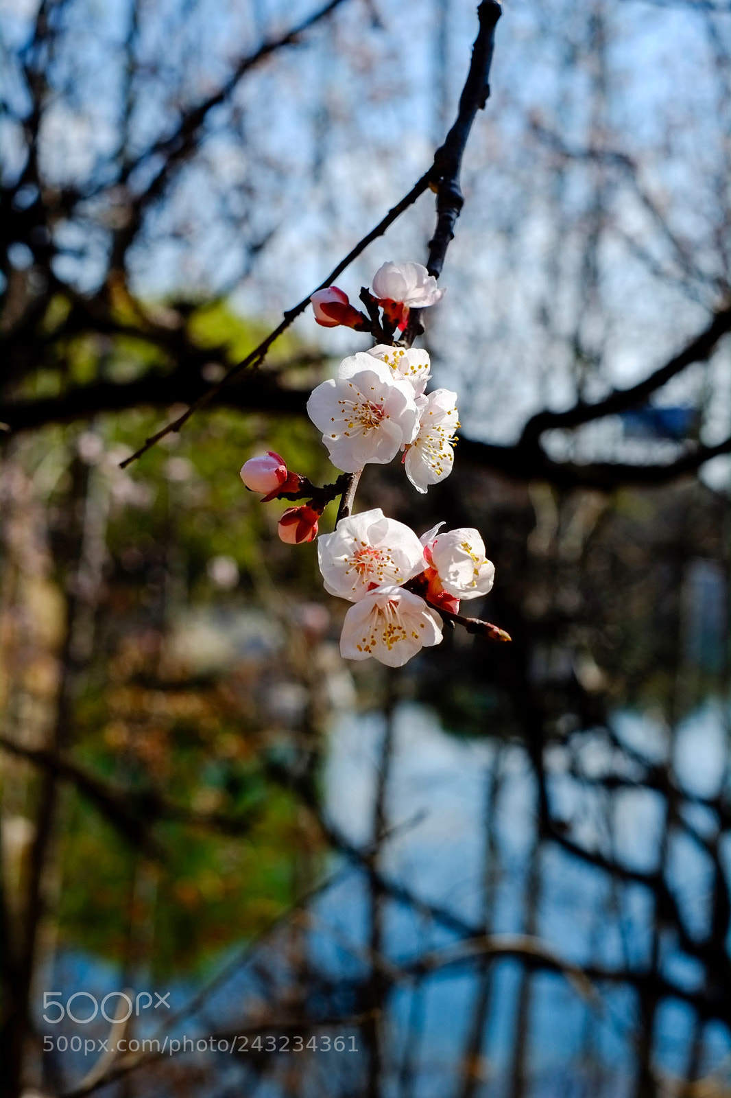 Fujifilm X-Pro1 sample photo. Untitled photography