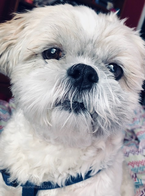 Apple iPhone 8 Plus sample photo. Opie photography