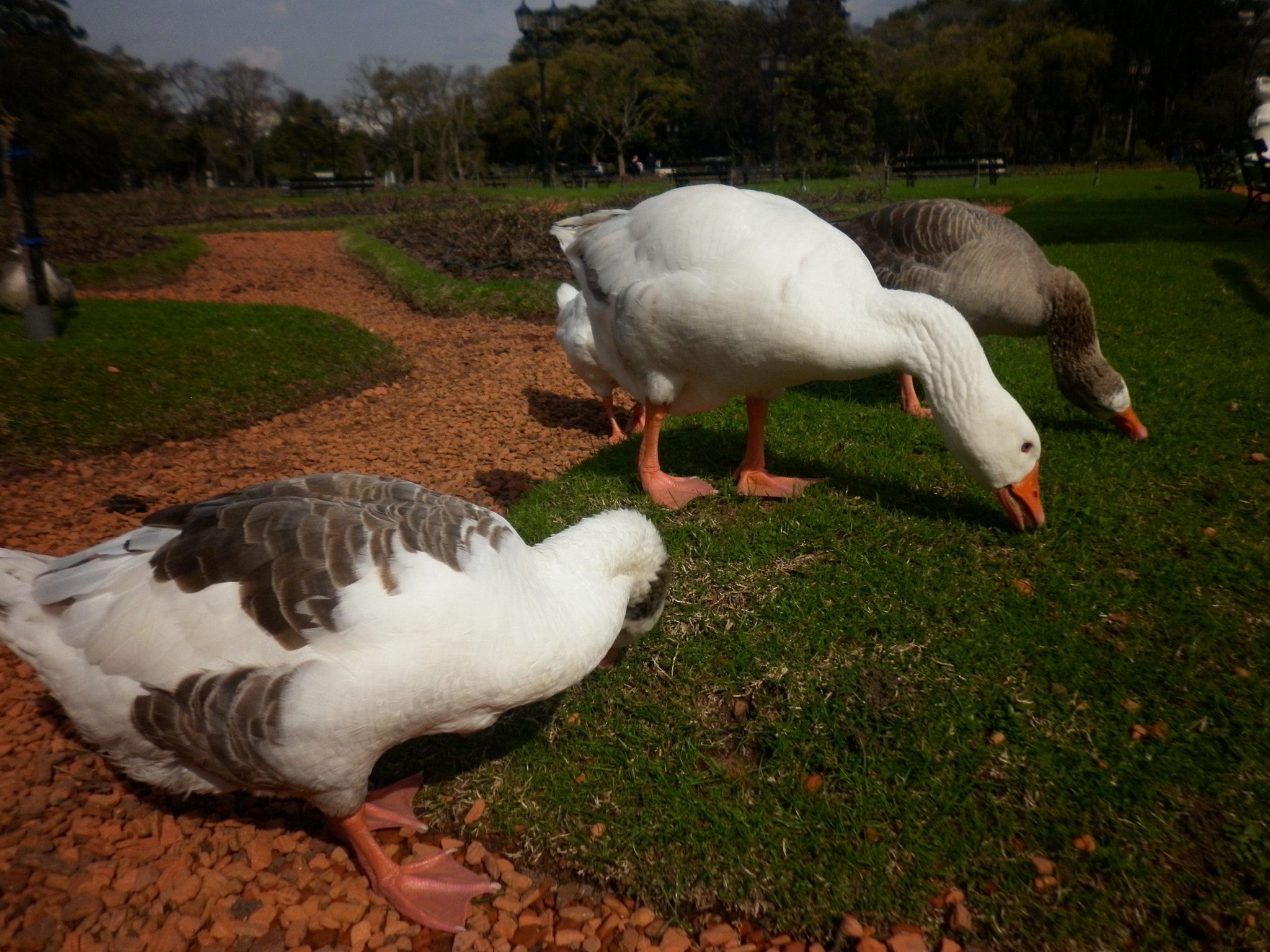 Panasonic DMC-F3 sample photo. Gansos en bosques de palermo photography