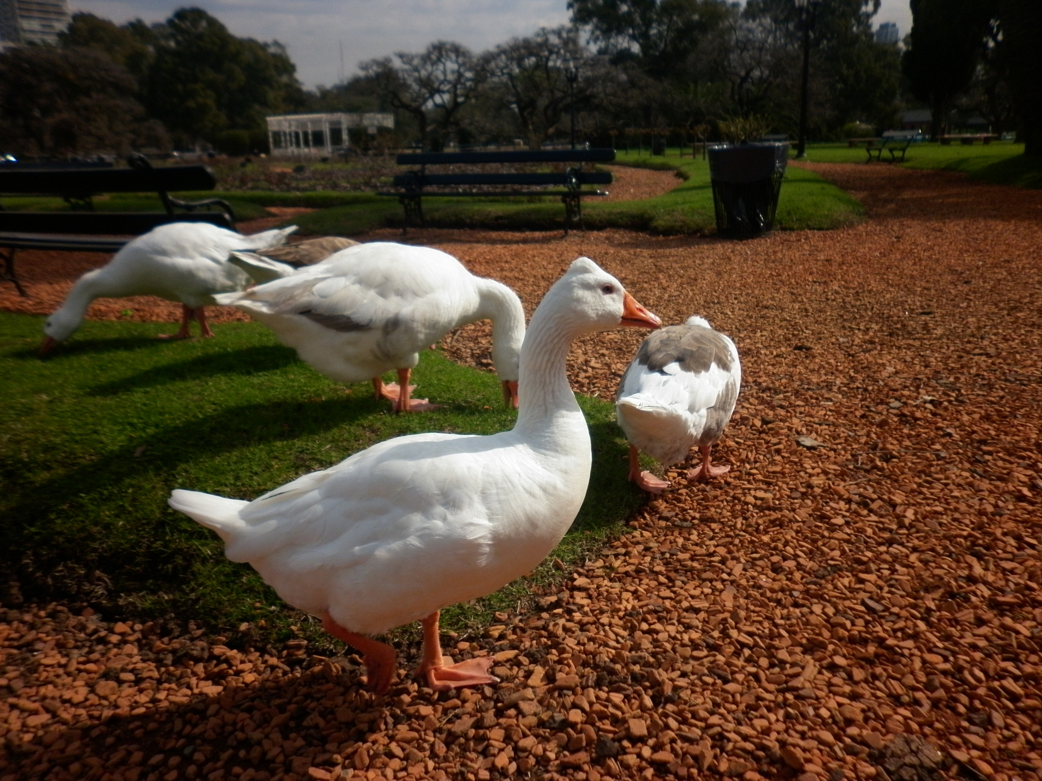 Panasonic DMC-F3 sample photo. Gansos en bosques de palermo photography