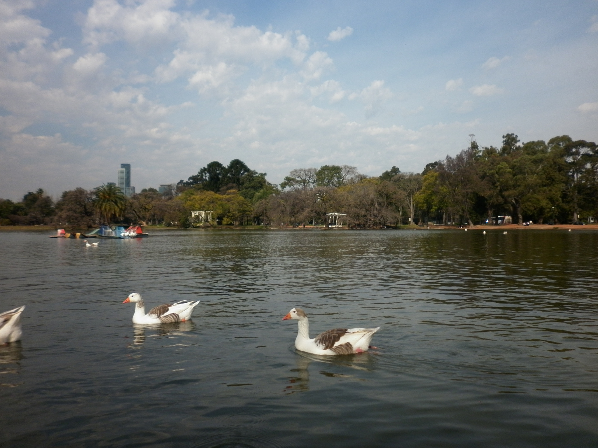 Panasonic DMC-F3 sample photo. Gansos en bosques de palermo photography