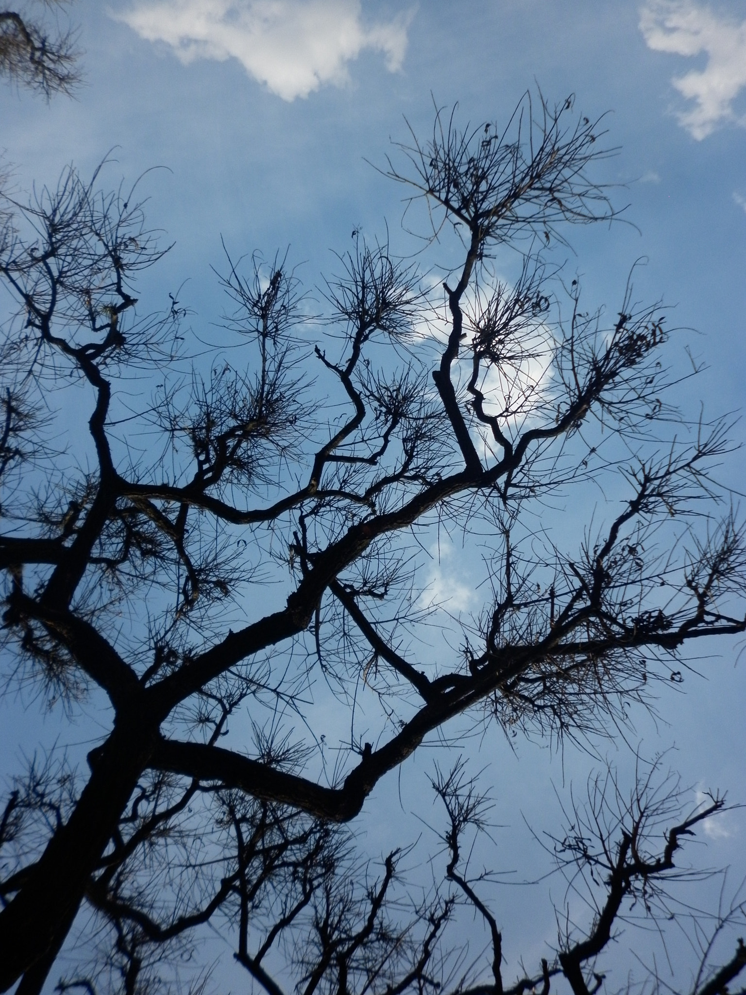 Panasonic DMC-F3 sample photo. Bosques de palermo photography