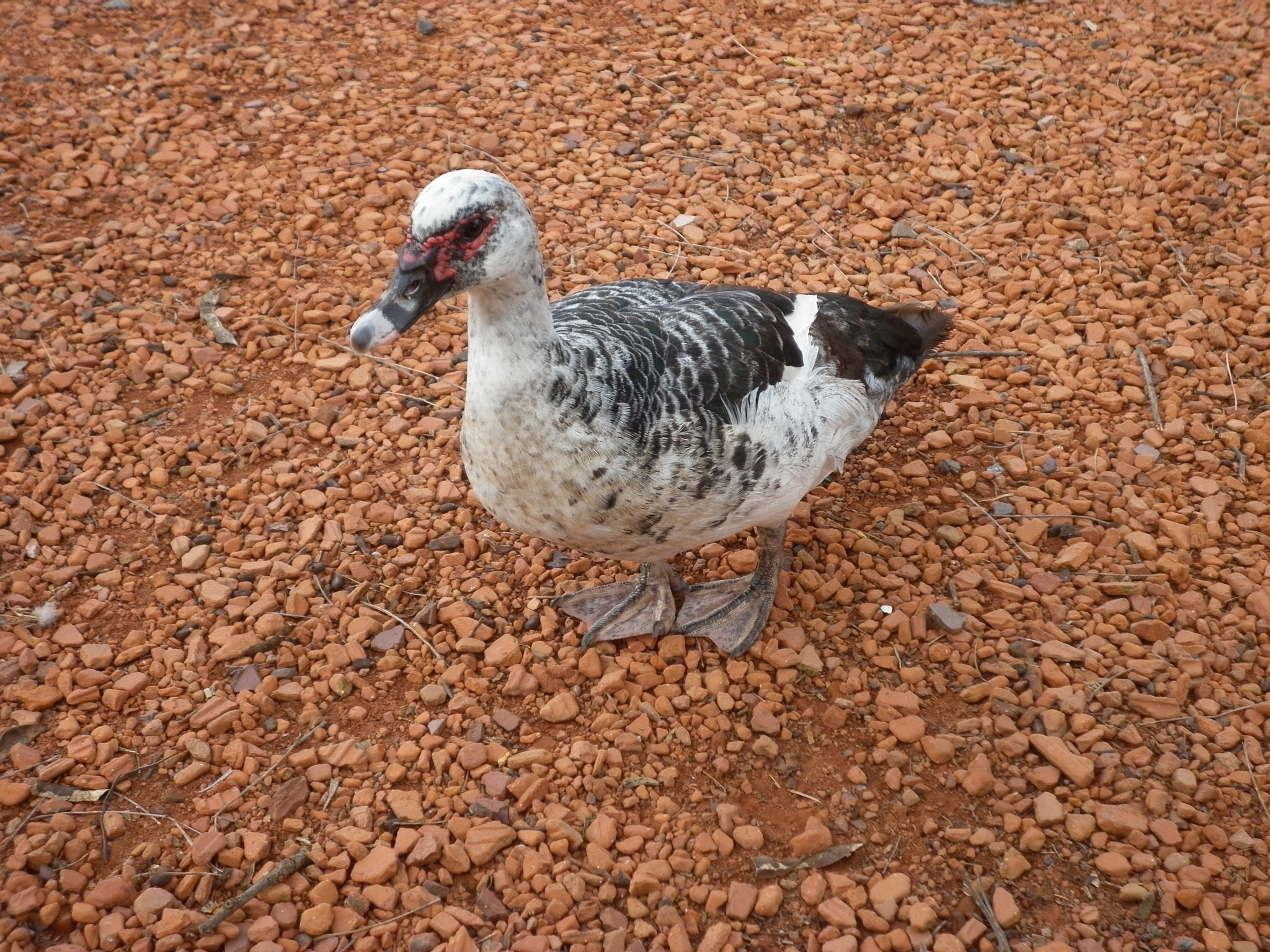 Panasonic DMC-F3 sample photo. Pato en bosques de palermo photography