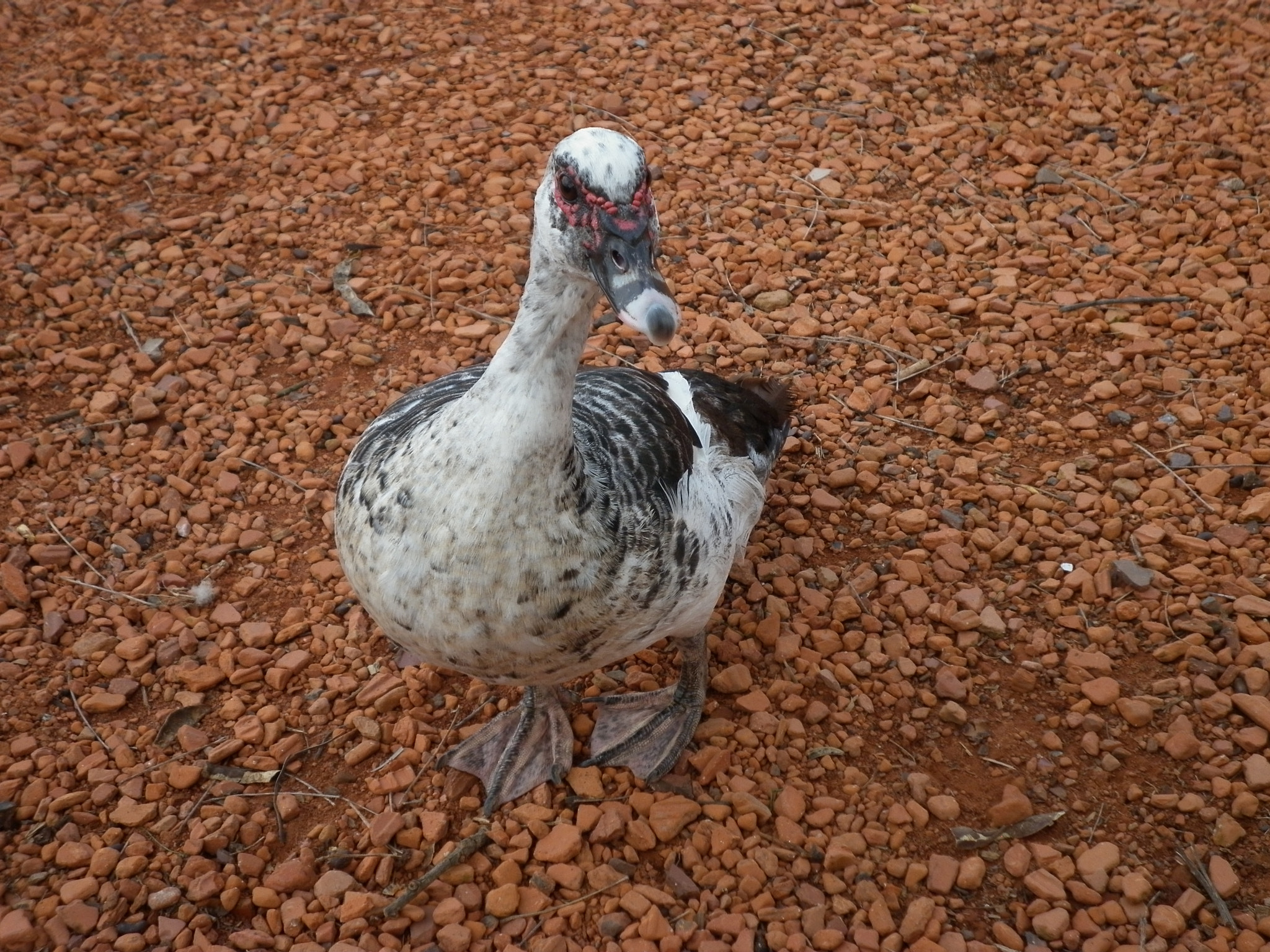 Panasonic DMC-F3 sample photo. Pato en bosques de palermo photography