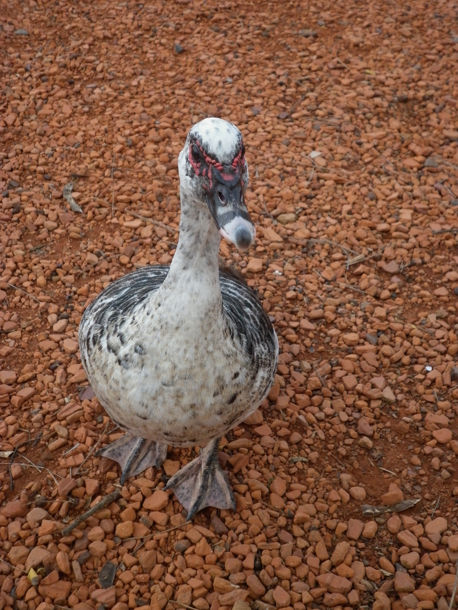 Panasonic DMC-F3 sample photo. Pato en bosques de palermo photography
