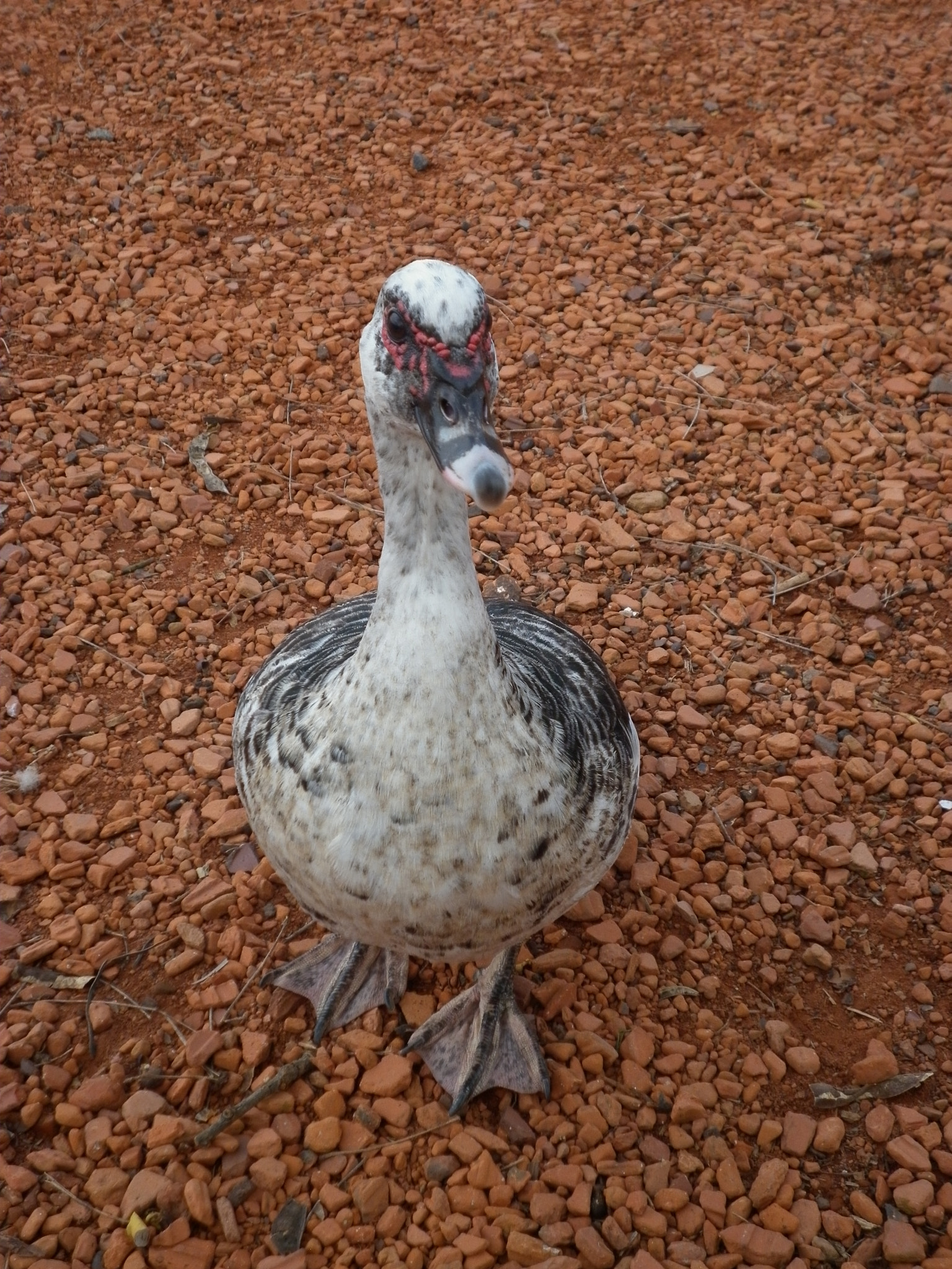 Panasonic DMC-F3 sample photo. Pato en bosques de palermo photography