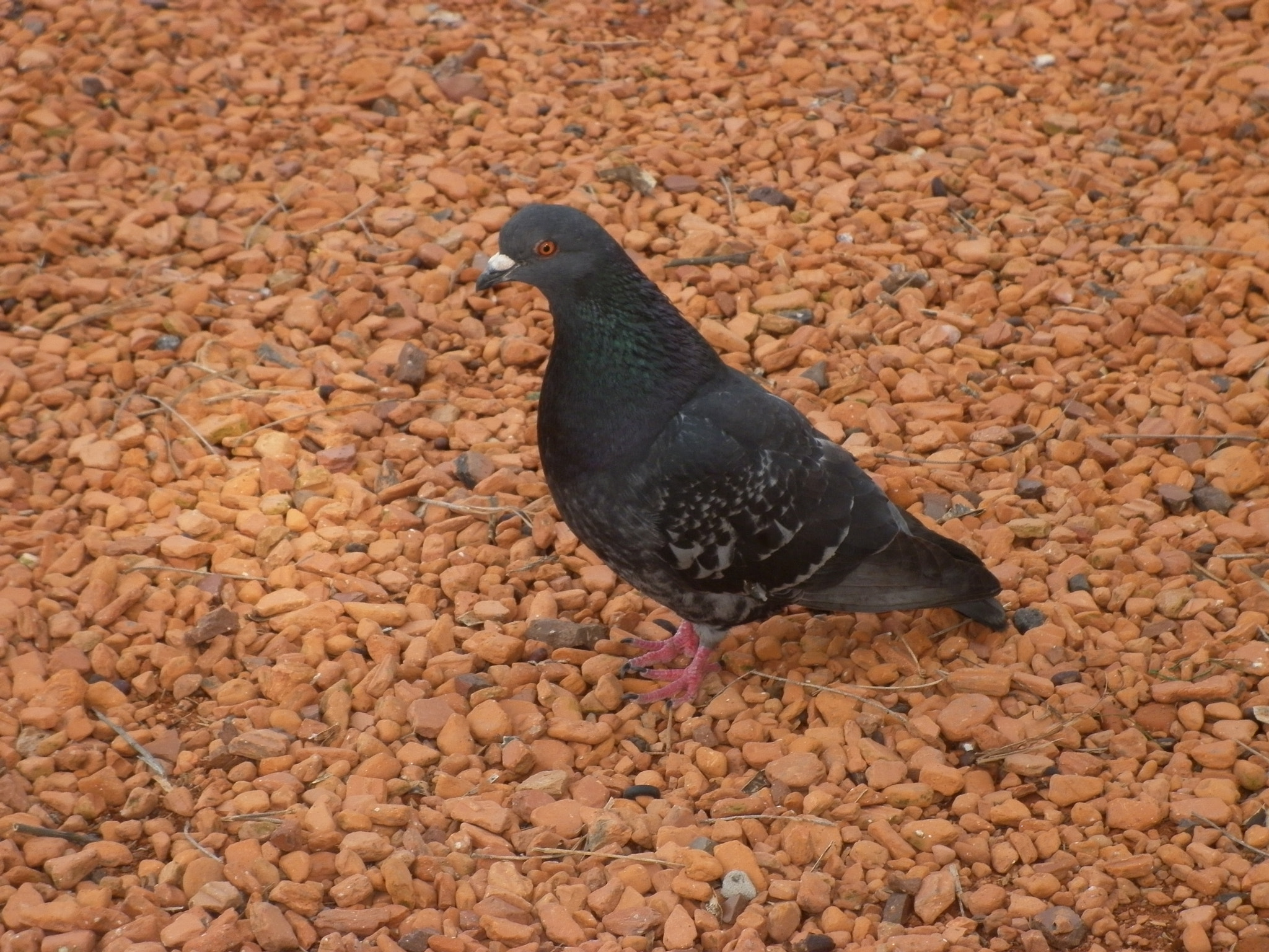 Panasonic DMC-F3 sample photo. Paloma en bosques de palermo photography