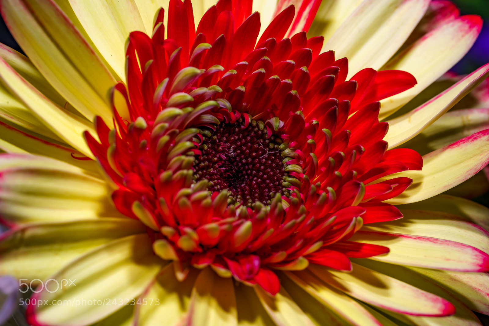 Sony a7R III sample photo. ((0)) ii photography