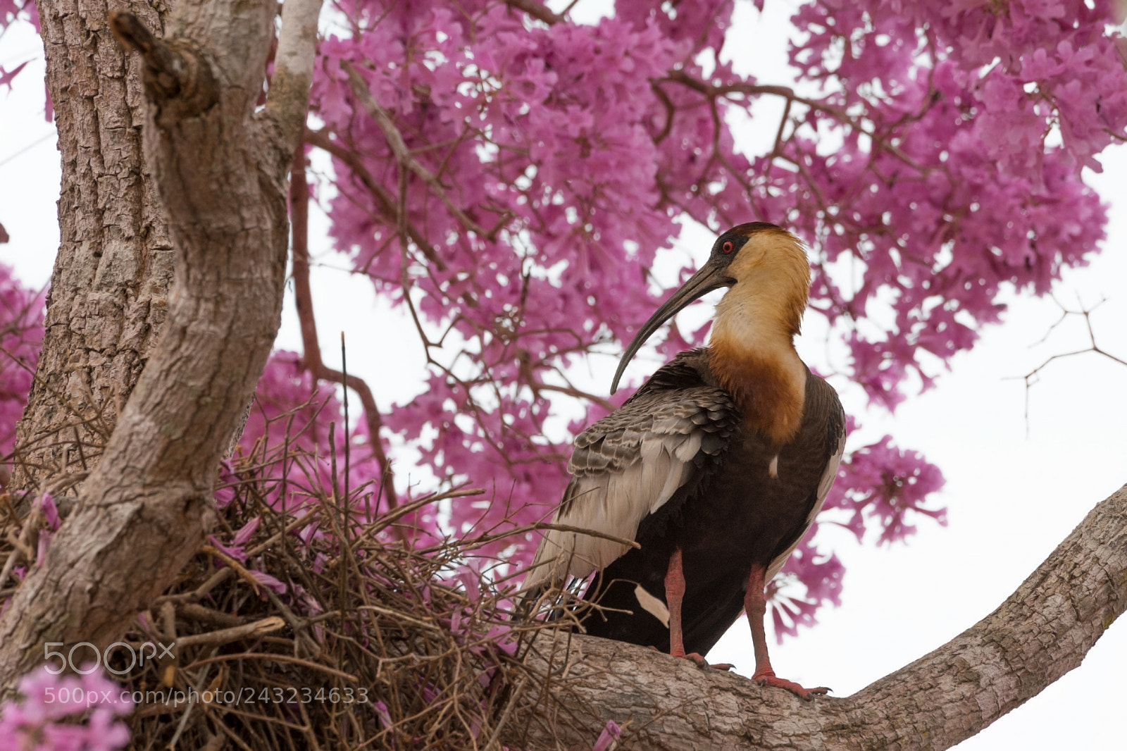 Nikon D4 sample photo. Curicaca | bandurria boreal photography