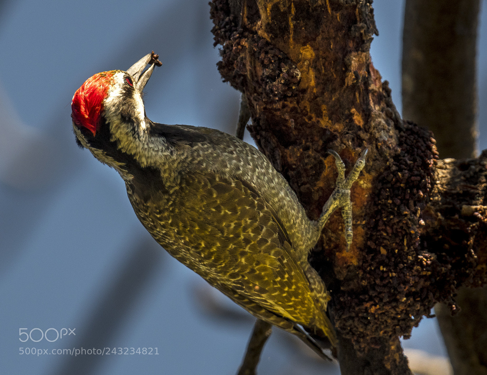 Nikon D500 sample photo. Bearded woodpecker ii photography