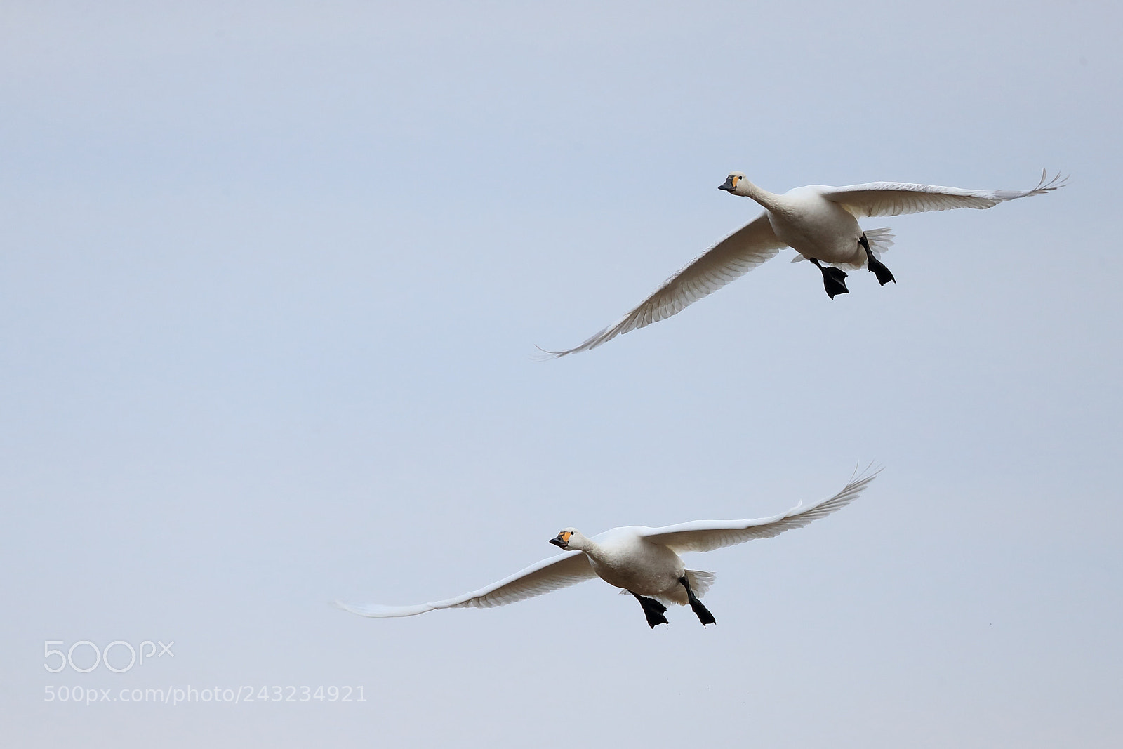 Canon EOS-1D X Mark II sample photo. コハクチョウ tundra swan photography