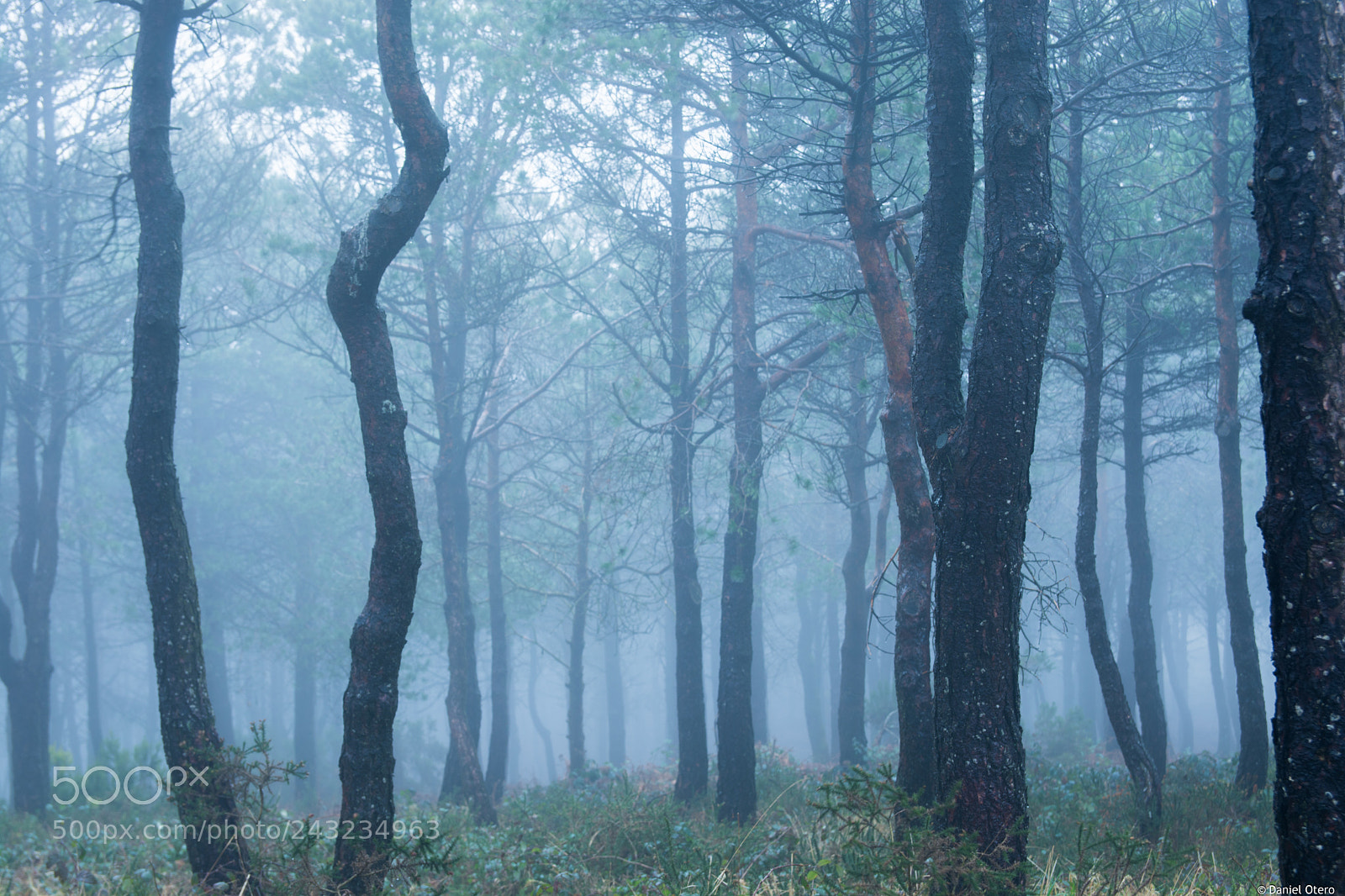 Nikon D7100 sample photo. Fog in the woods photography