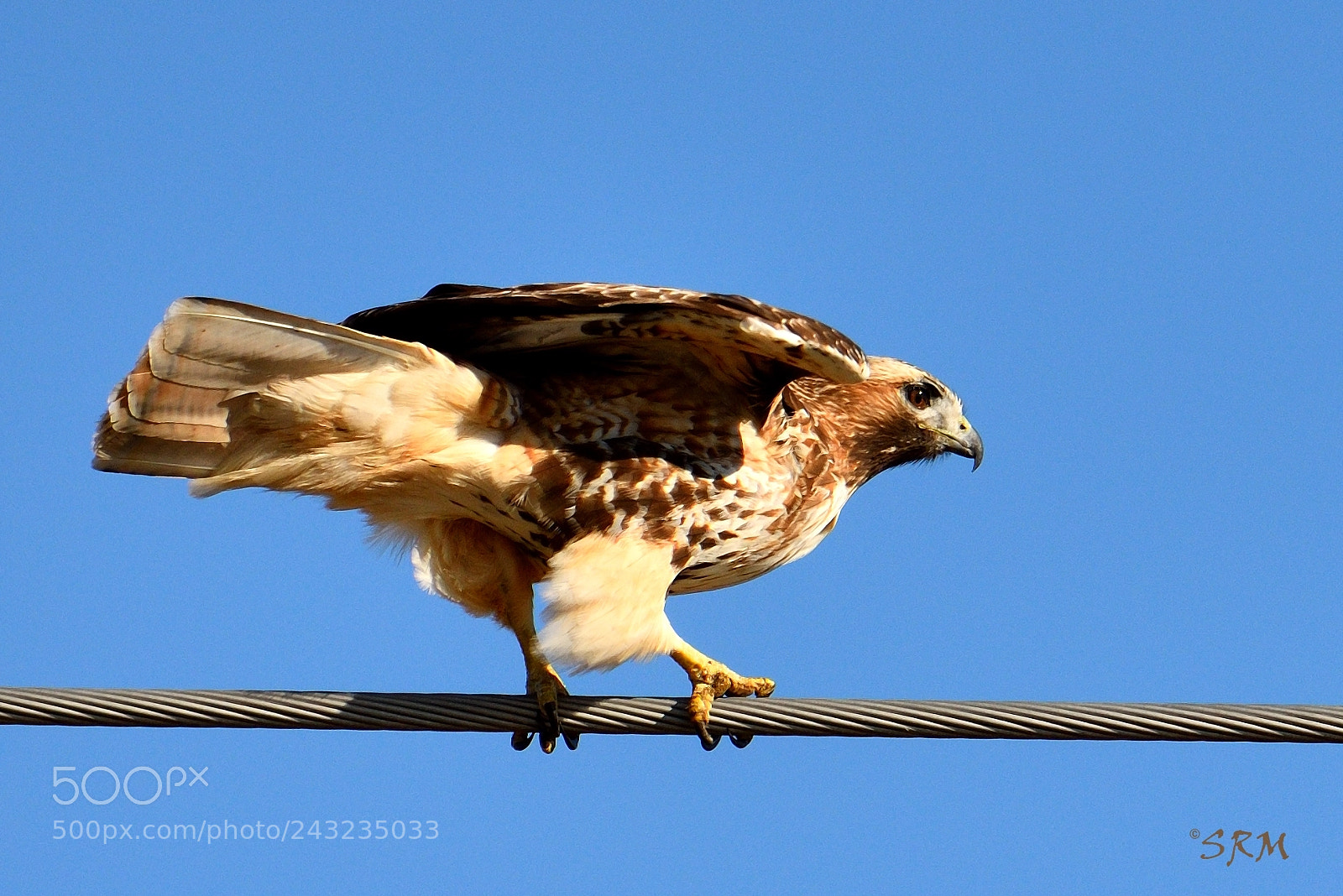 Nikon D750 sample photo. Hawk on a wire photography