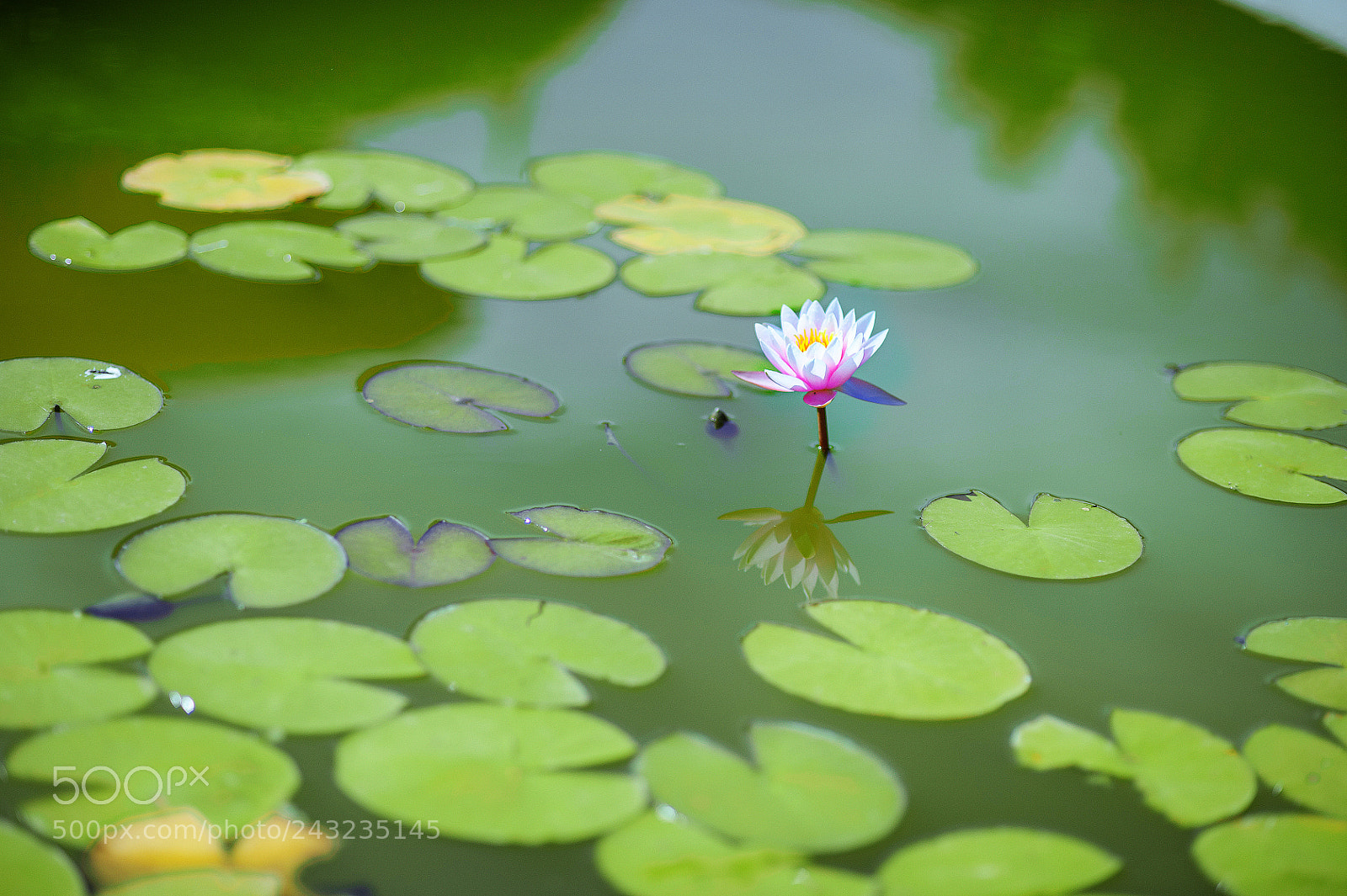 Nikon D700 sample photo. Waterlily in garden pond photography