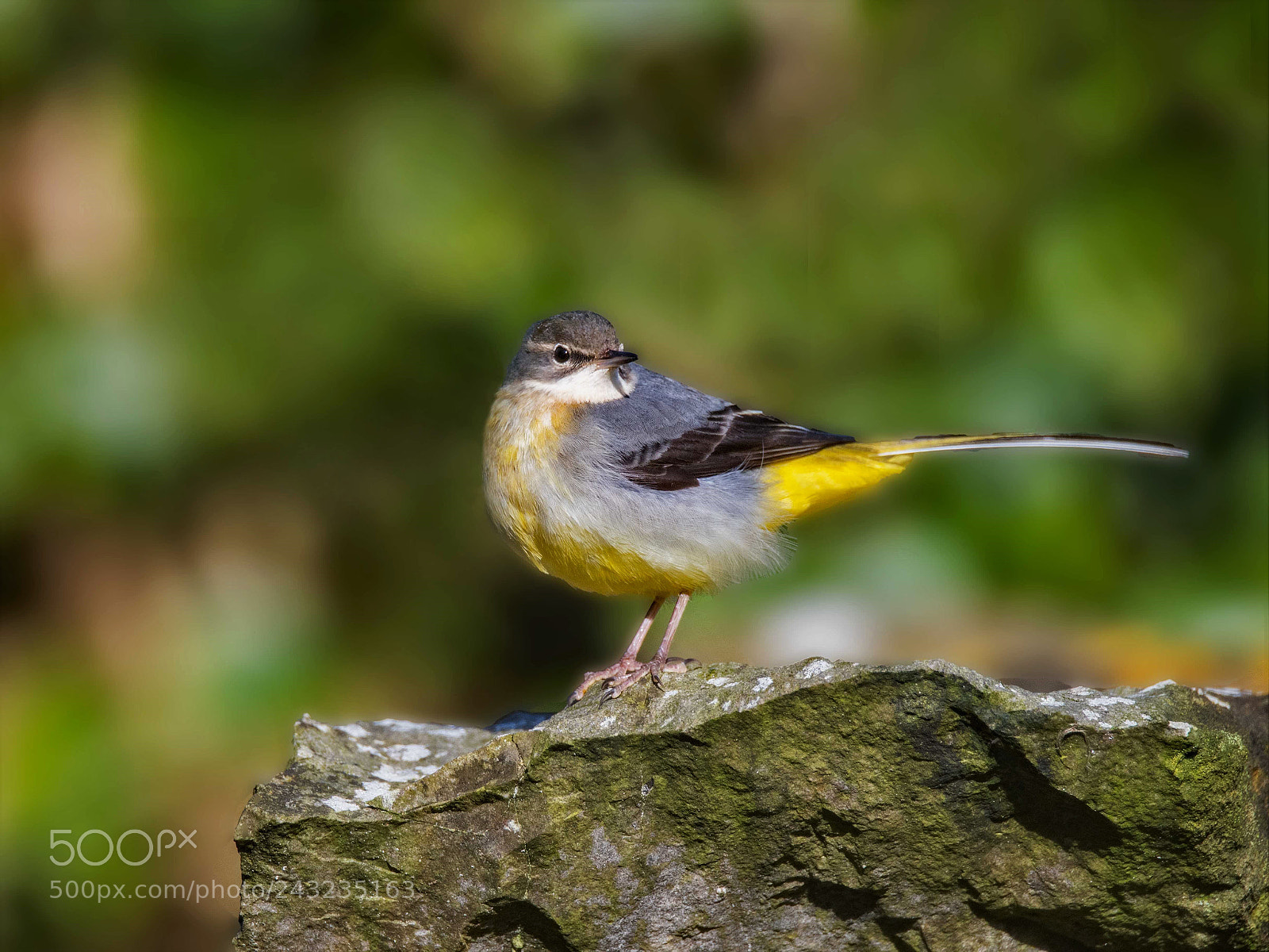 Nikon D500 sample photo. Grey wagtail photography