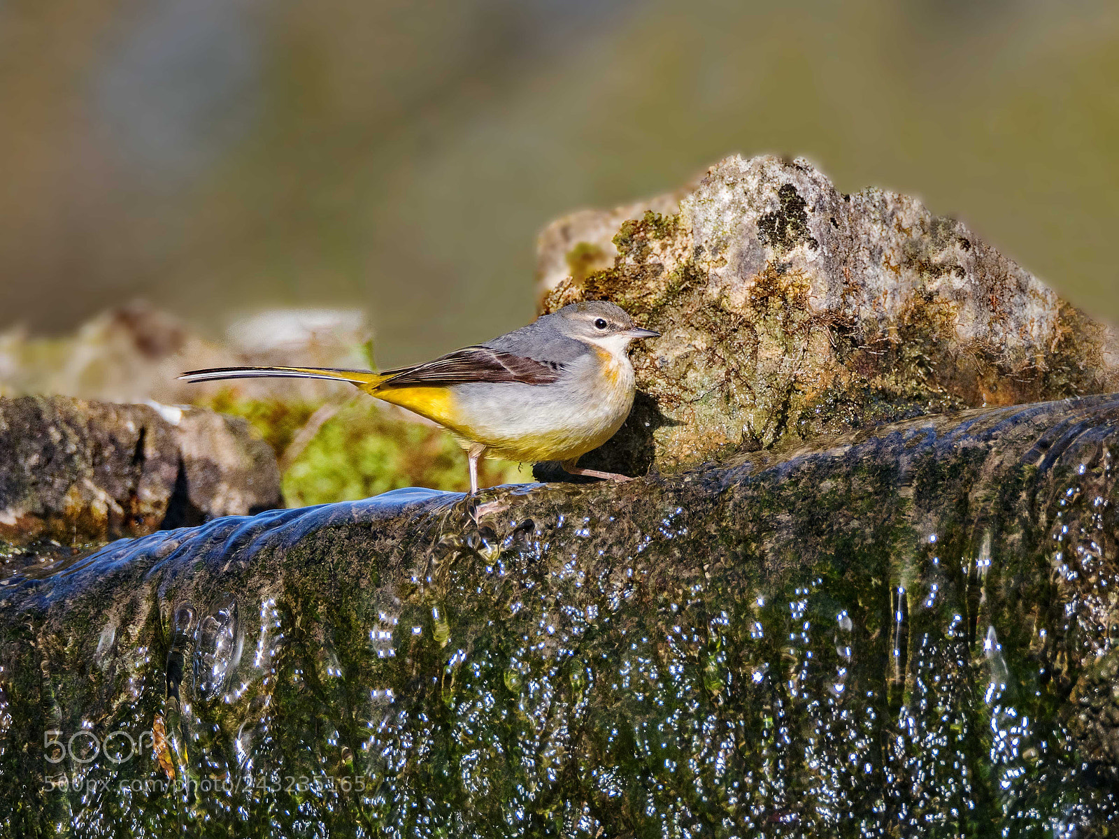 Nikon D500 sample photo. Grey wagtail photography