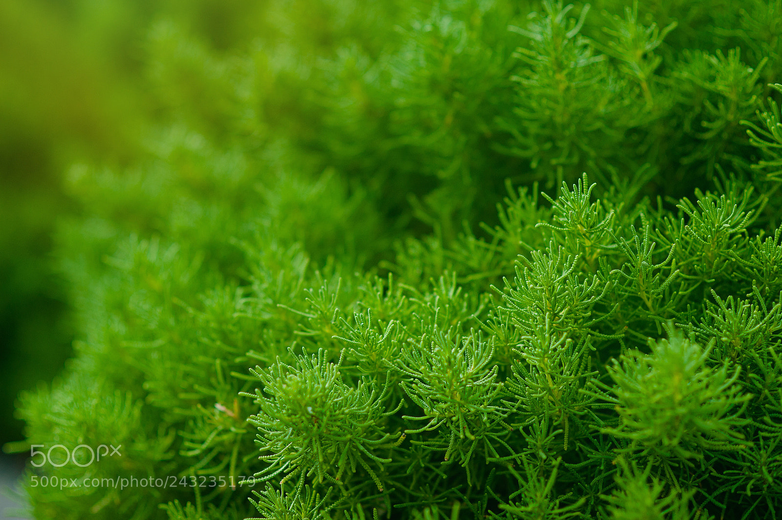 Nikon D700 sample photo. Nice and textural,green and photography