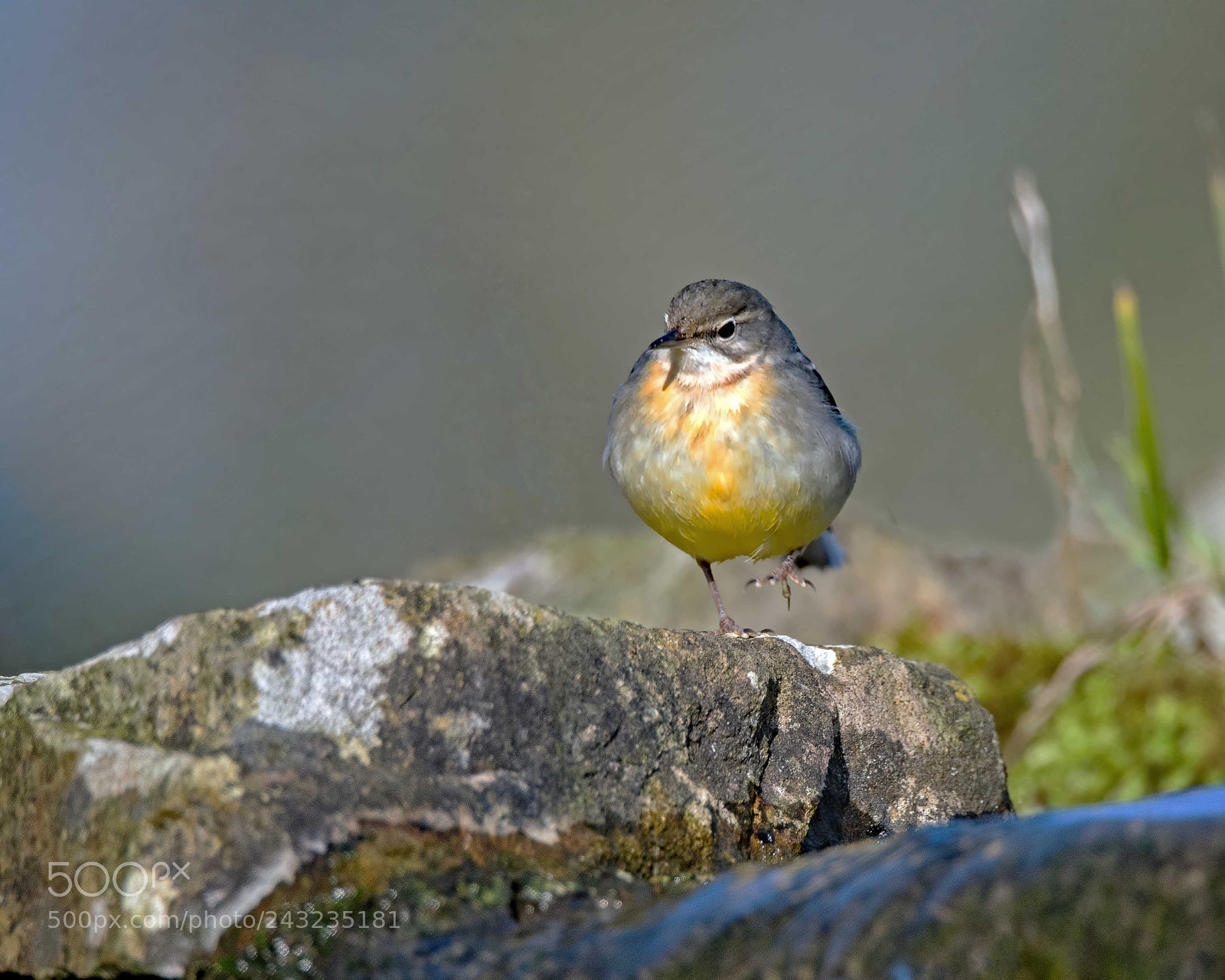 Nikon D500 sample photo. Grey wagtail photography