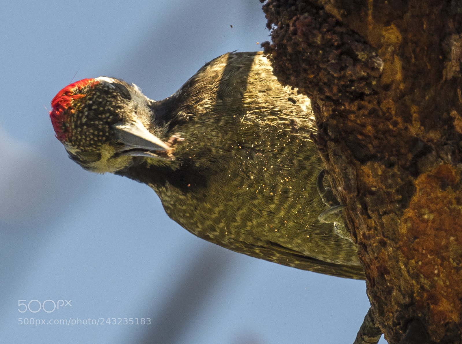 Nikon D500 sample photo. Woodpecker feast photography