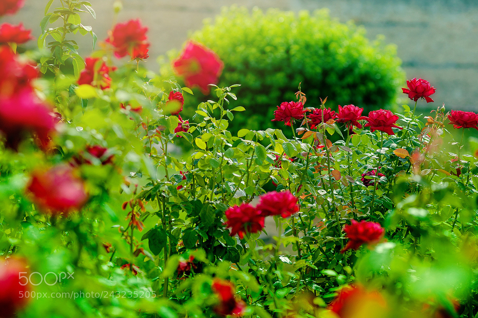 Nikon D700 sample photo. Rose garden. blooming in photography