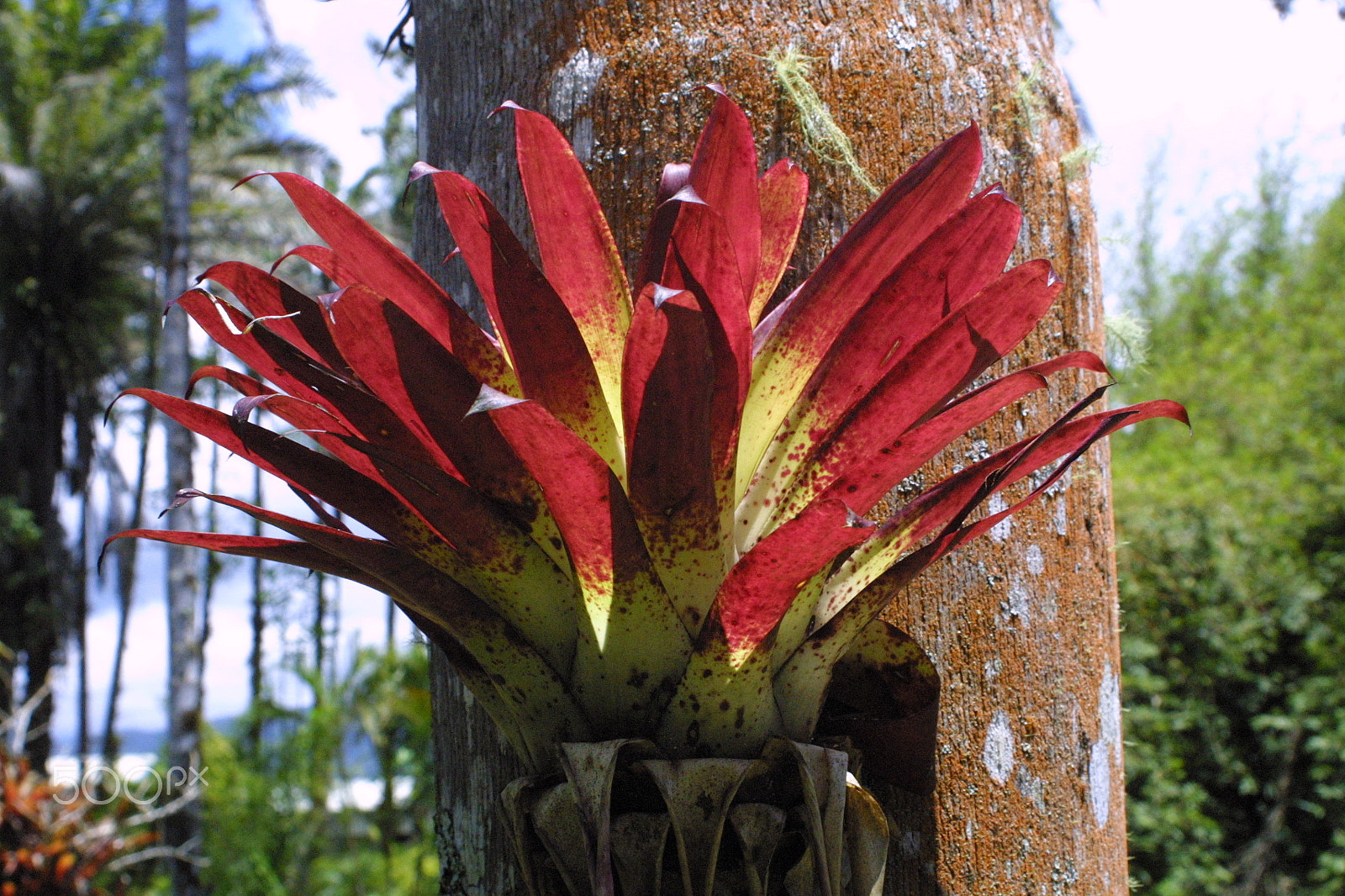 Canon EF 28-80mm f/3.5-5.6 sample photo. Tropical growth photography