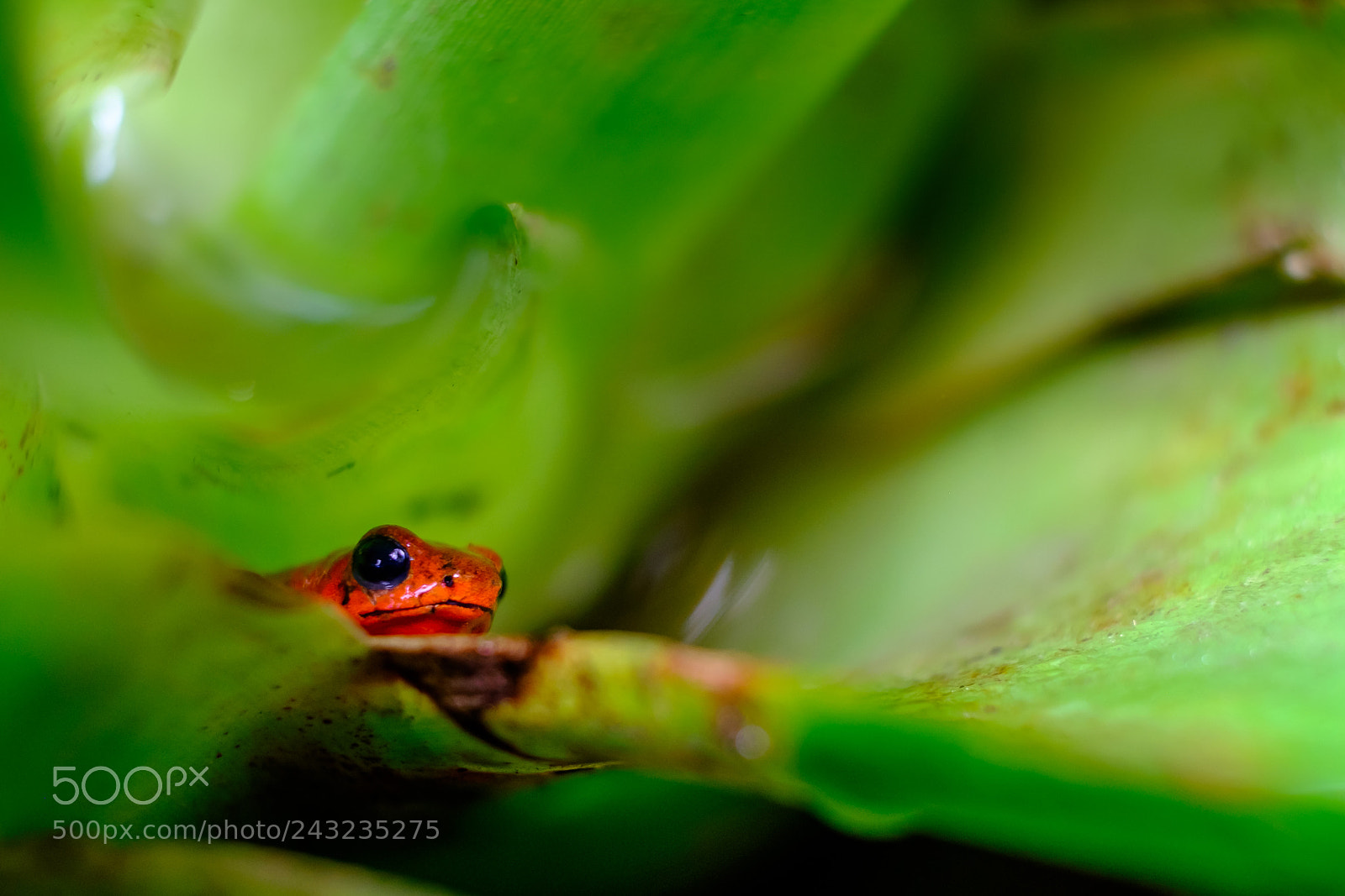 Fujifilm X-T10 sample photo. Poison dart frog, costa photography