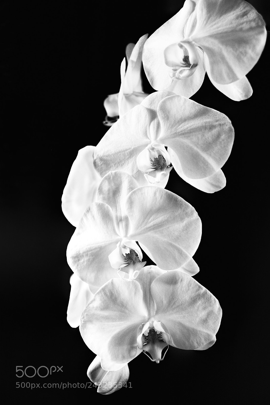 Nikon D7200 sample photo. White phal photography