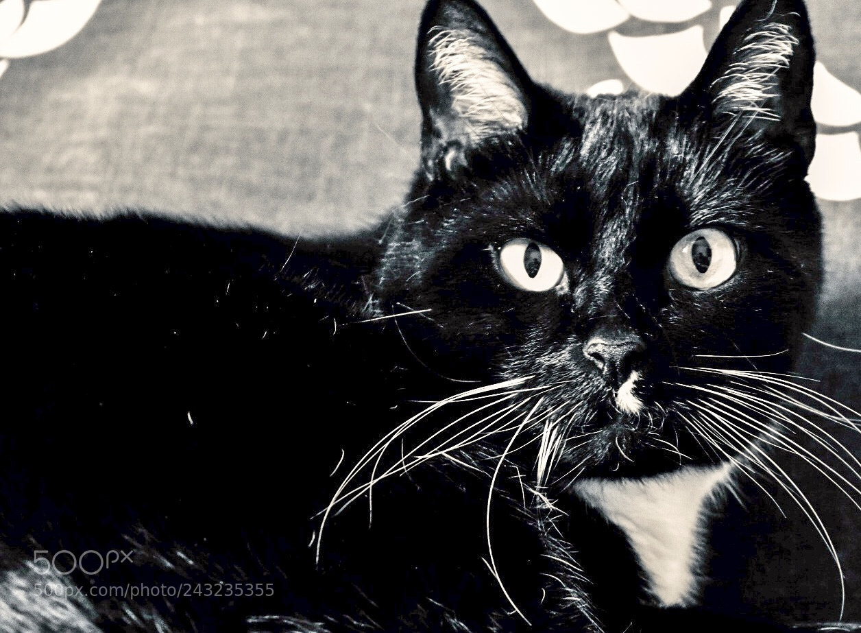 Nikon D5600 sample photo. Whiskers photography