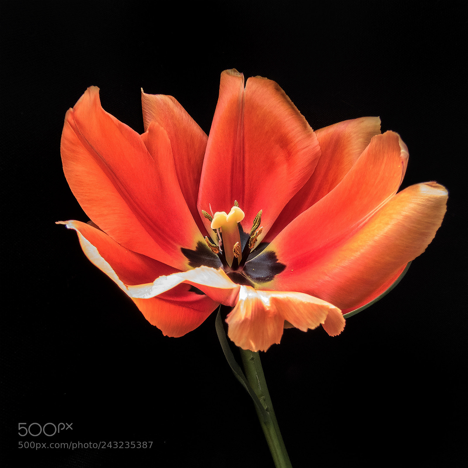 Canon PowerShot SX60 HS sample photo. Yellow orange tulip photography
