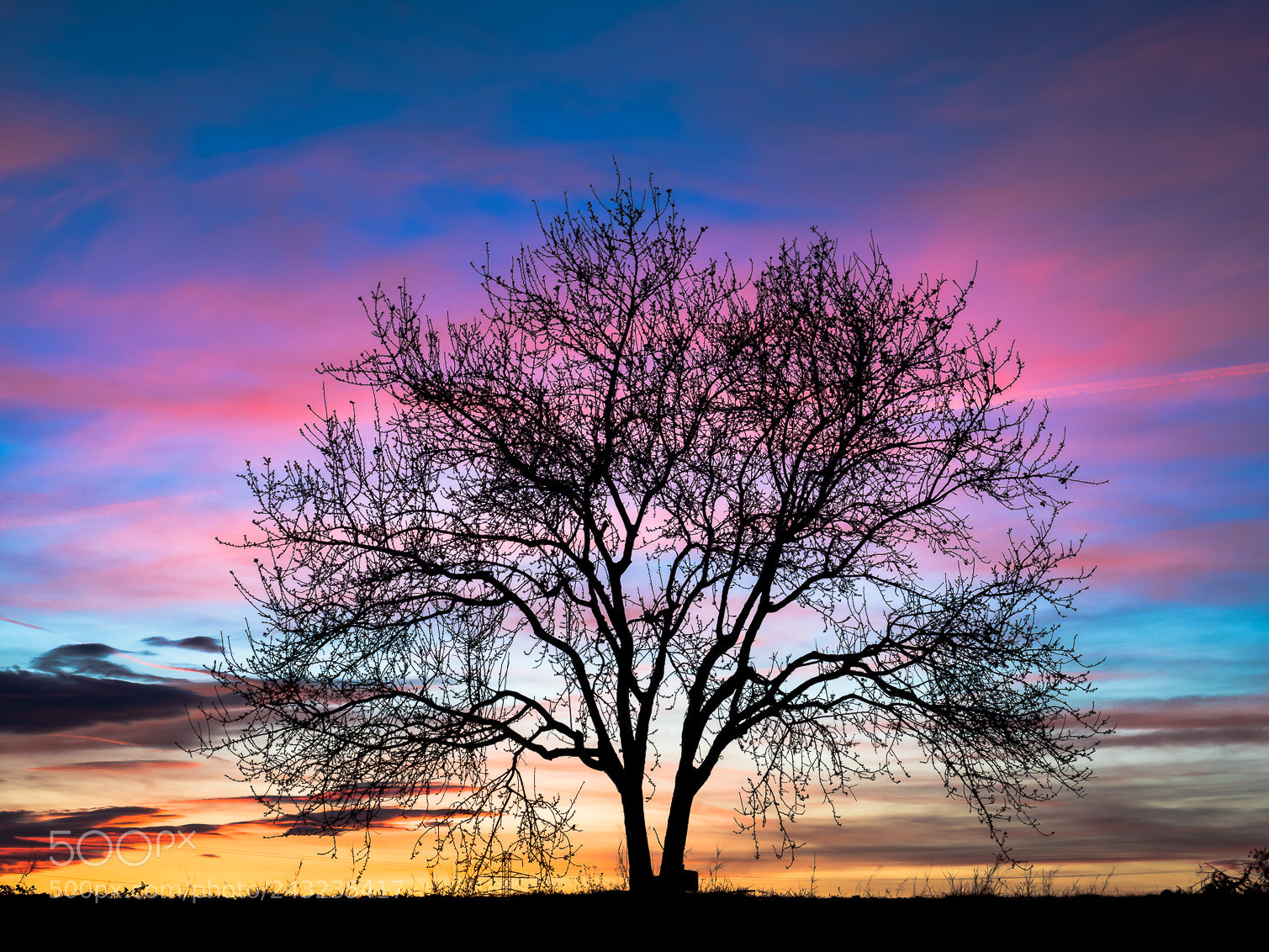 Olympus OM-D E-M1 Mark II sample photo. The tree.. photography