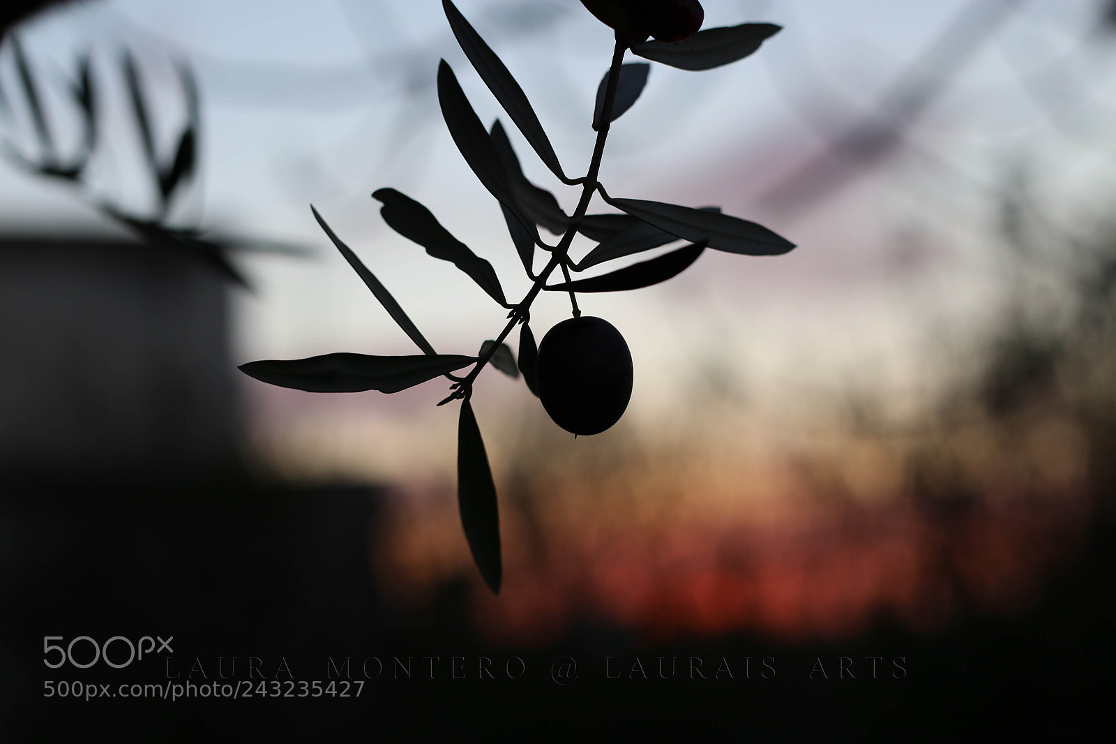 Canon EOS 6D sample photo. Black olive at sunset photography