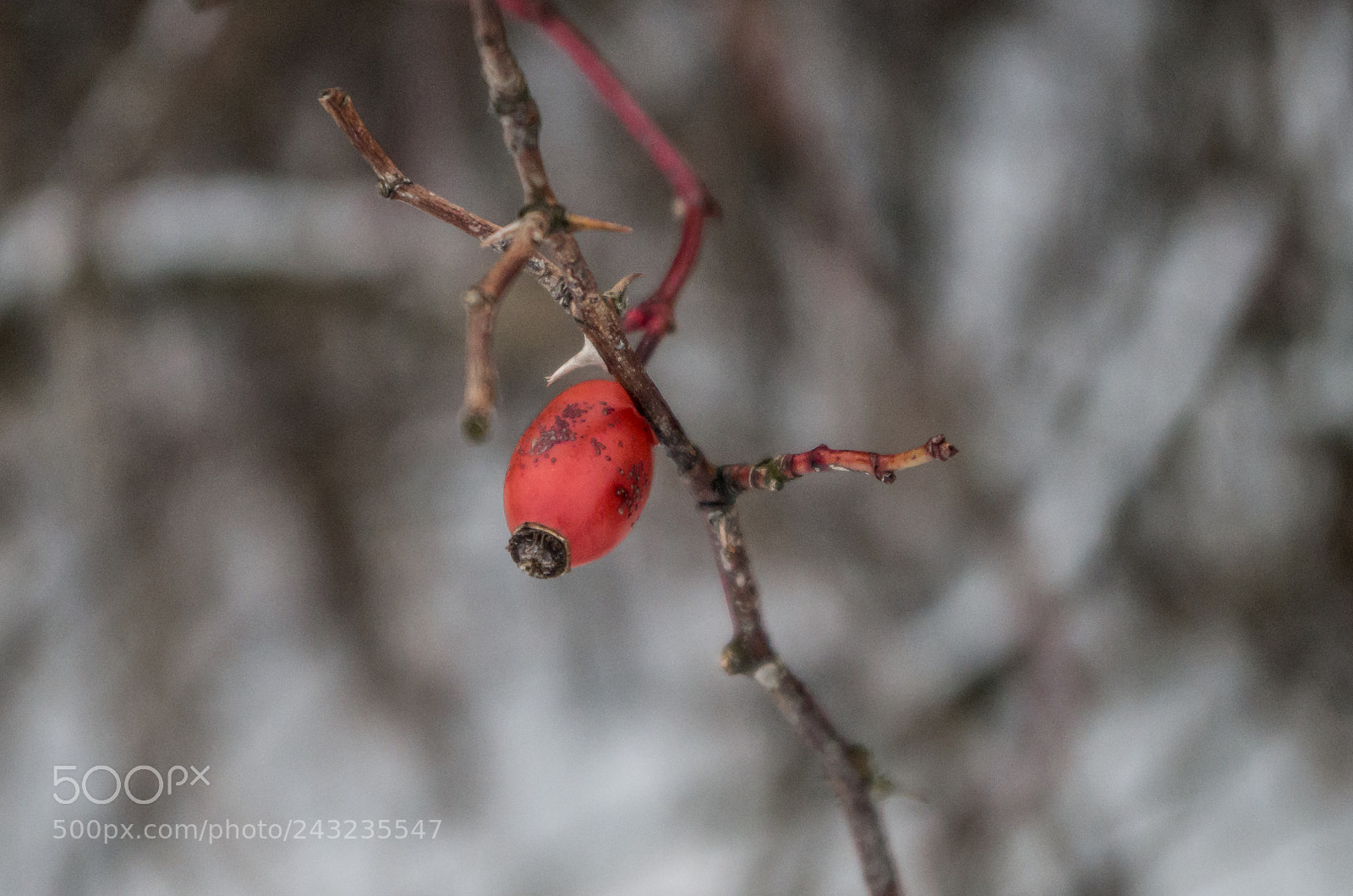 Pentax K-50 sample photo. Perfection in imperfection photography