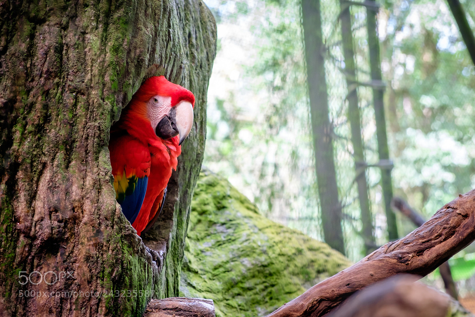 Fujifilm X-T10 sample photo. Scarlet macaw, costa rica photography
