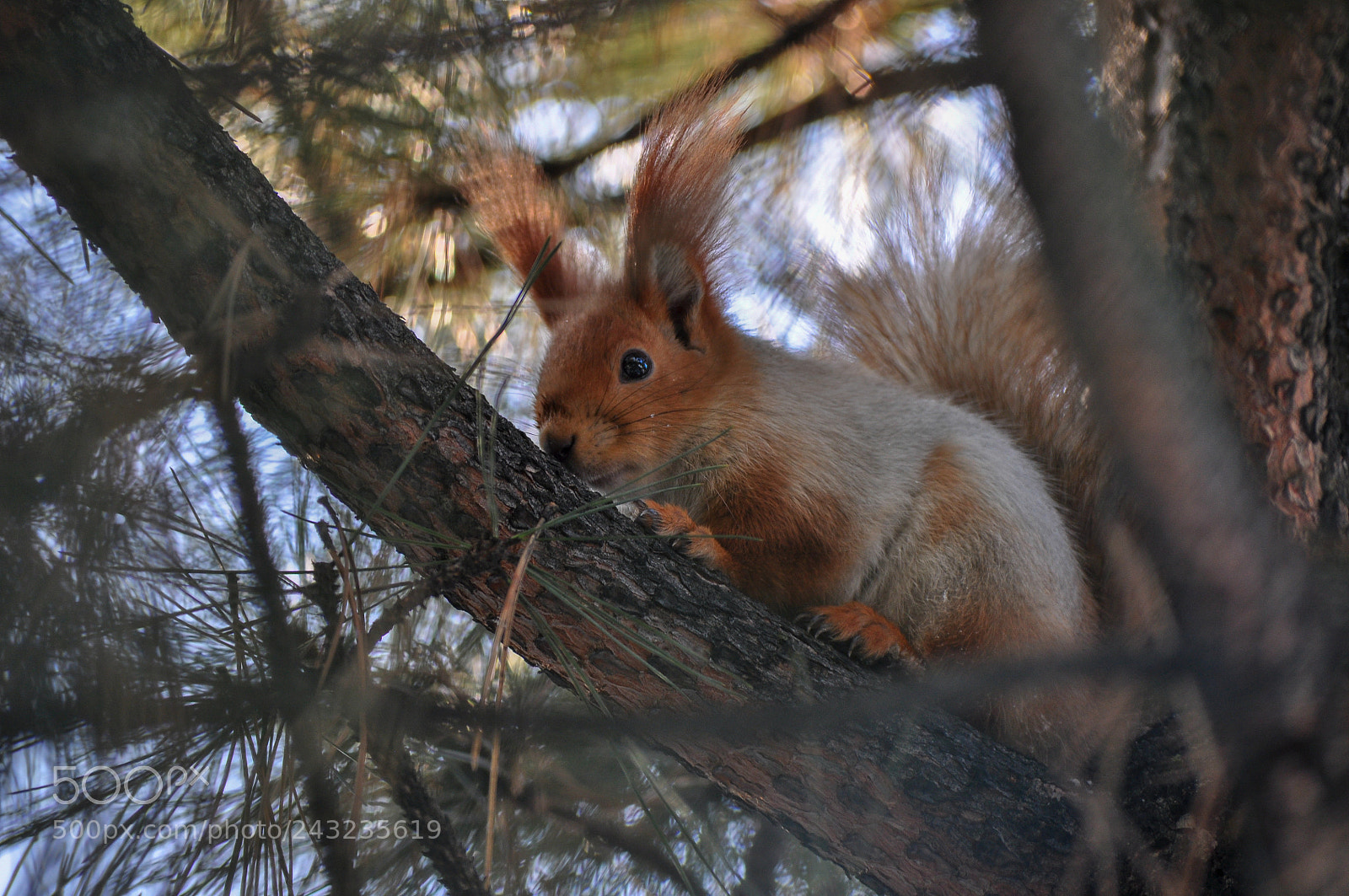 Nikon D5000 sample photo. Kazakh squirrel photography