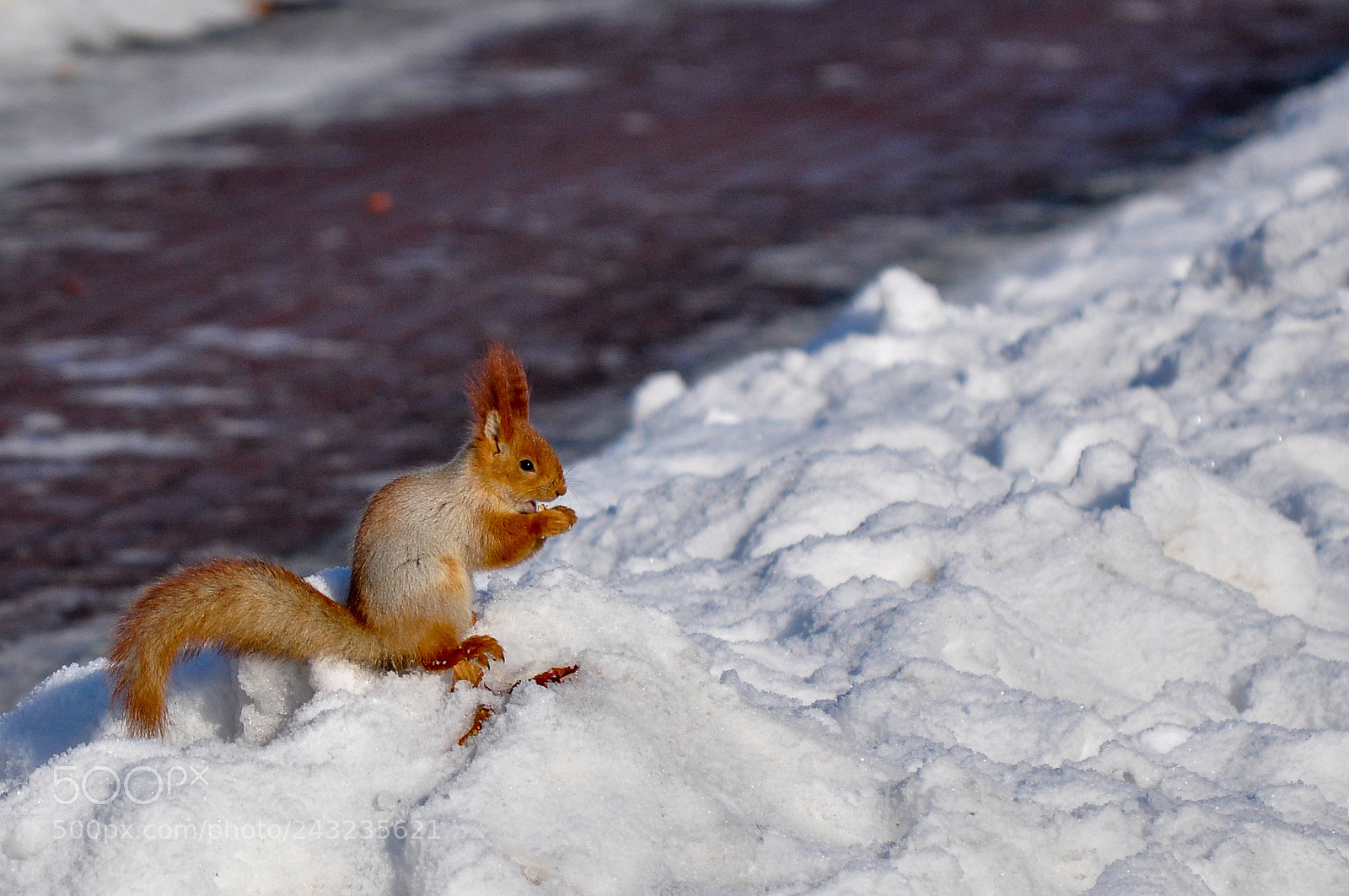 Nikon D5000 sample photo. Kazakh squirrel ii photography