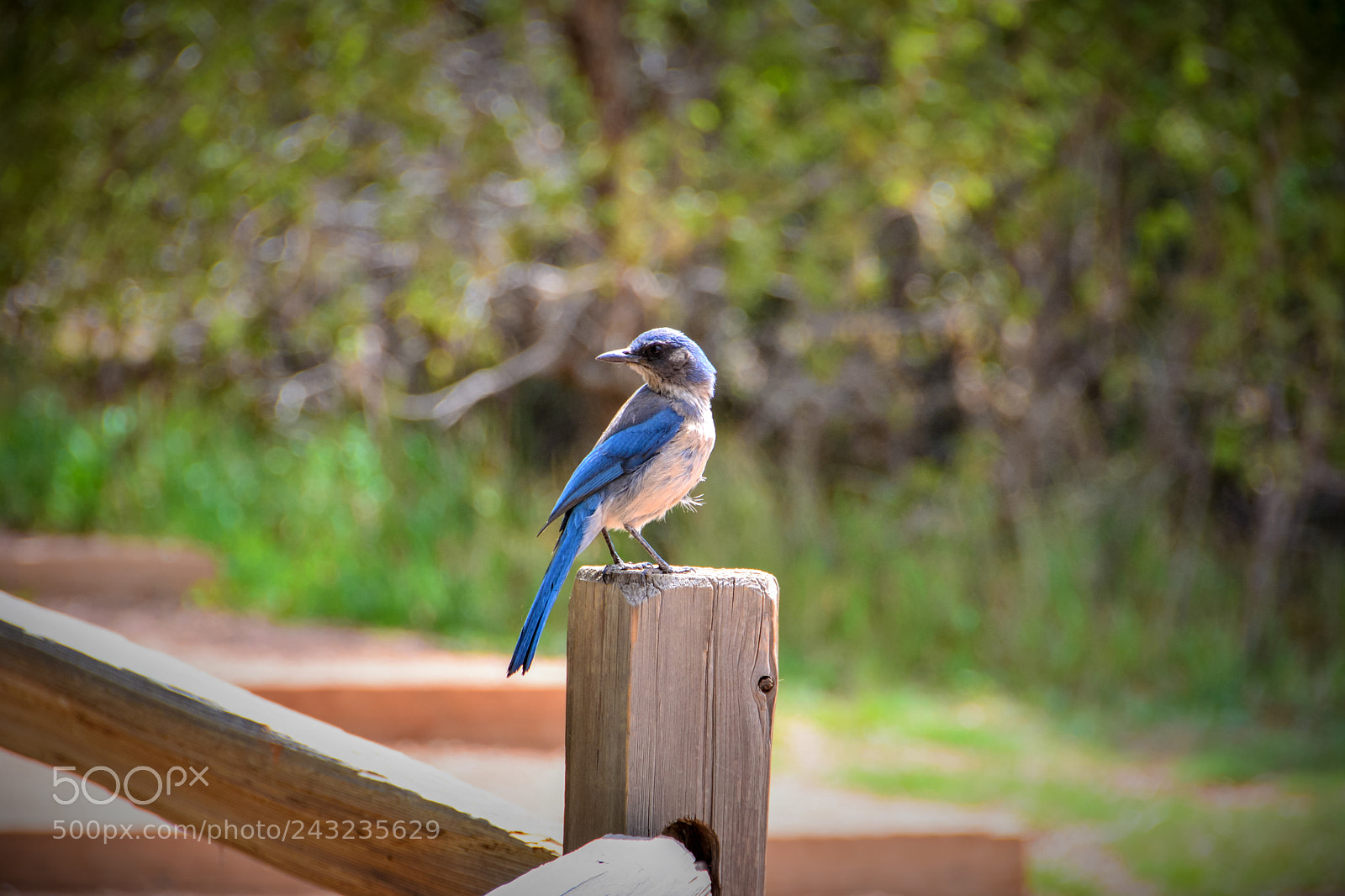 Nikon D7100 sample photo. Bird on a post photography