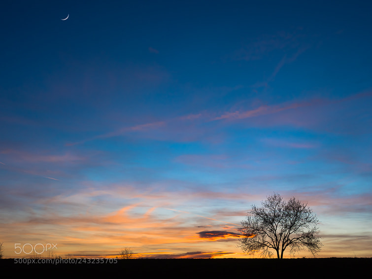 Olympus OM-D E-M1 Mark II sample photo. The moon & tree.. photography
