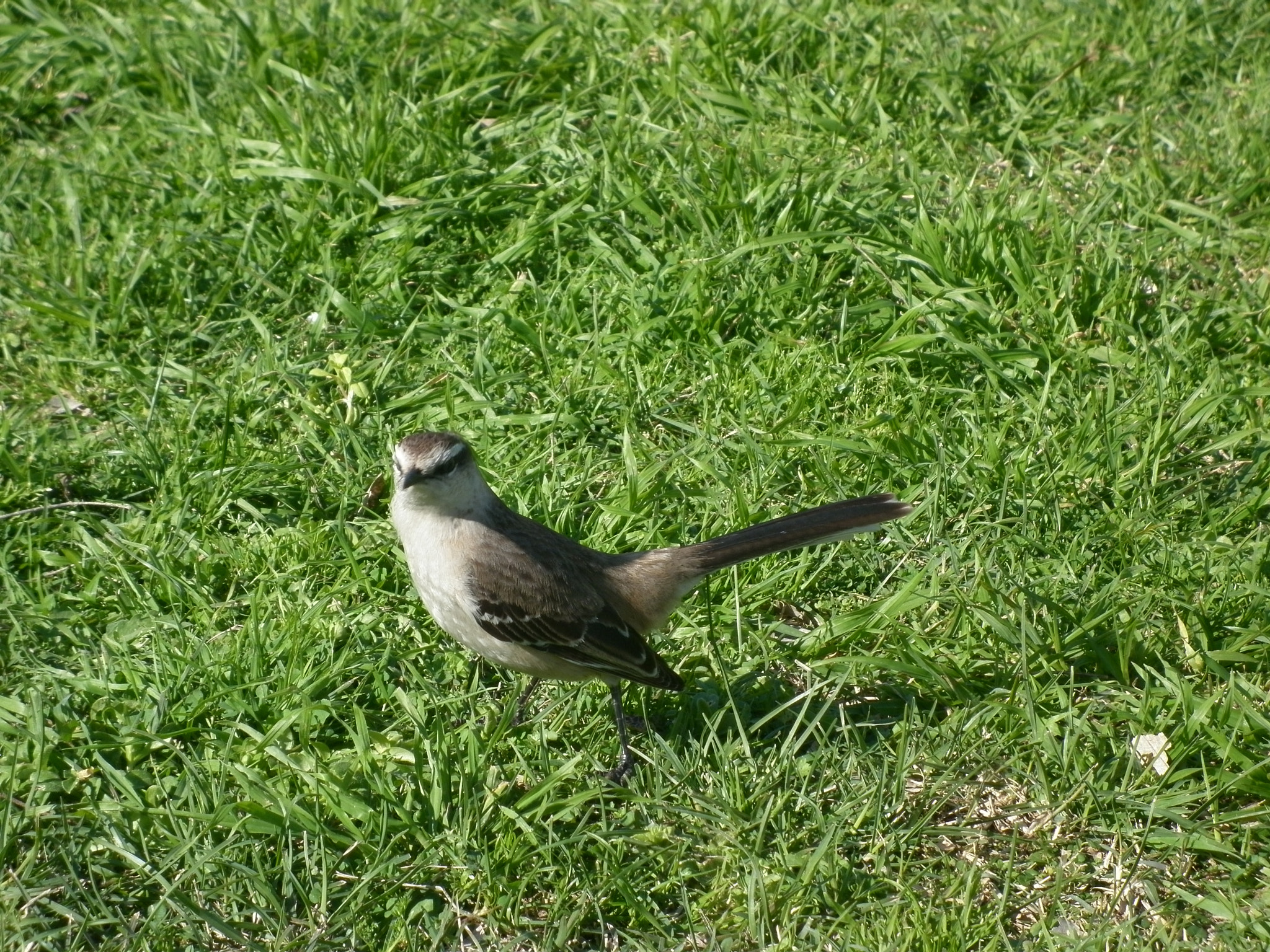 Panasonic DMC-F3 sample photo. La reserva photography