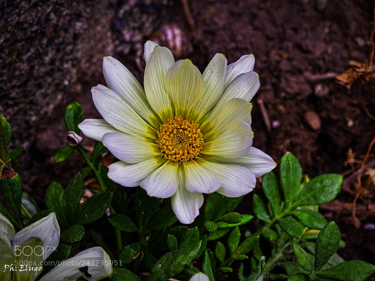 Sony Cyber-shot DSC-HX400V sample photo. Simple nature. photography