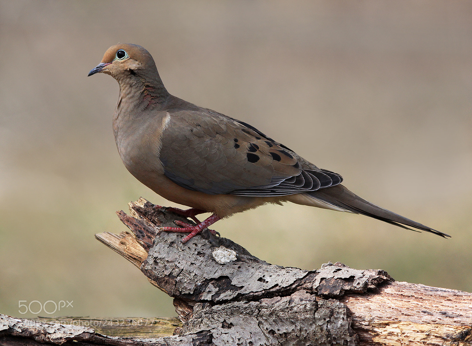 Canon EOS 500D (EOS Rebel T1i / EOS Kiss X3) sample photo. Dove on branch photography