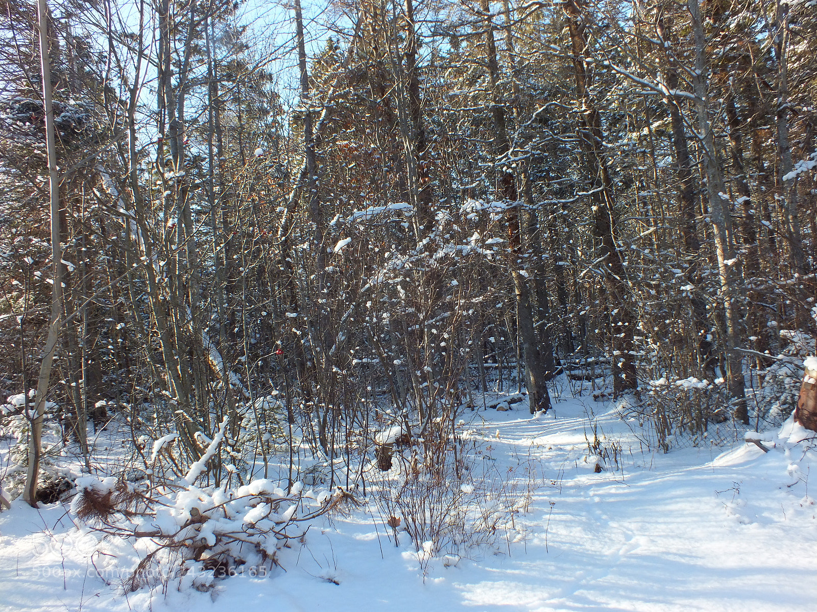 Fujifilm FinePix HS30EXR sample photo. Woods to where? photography