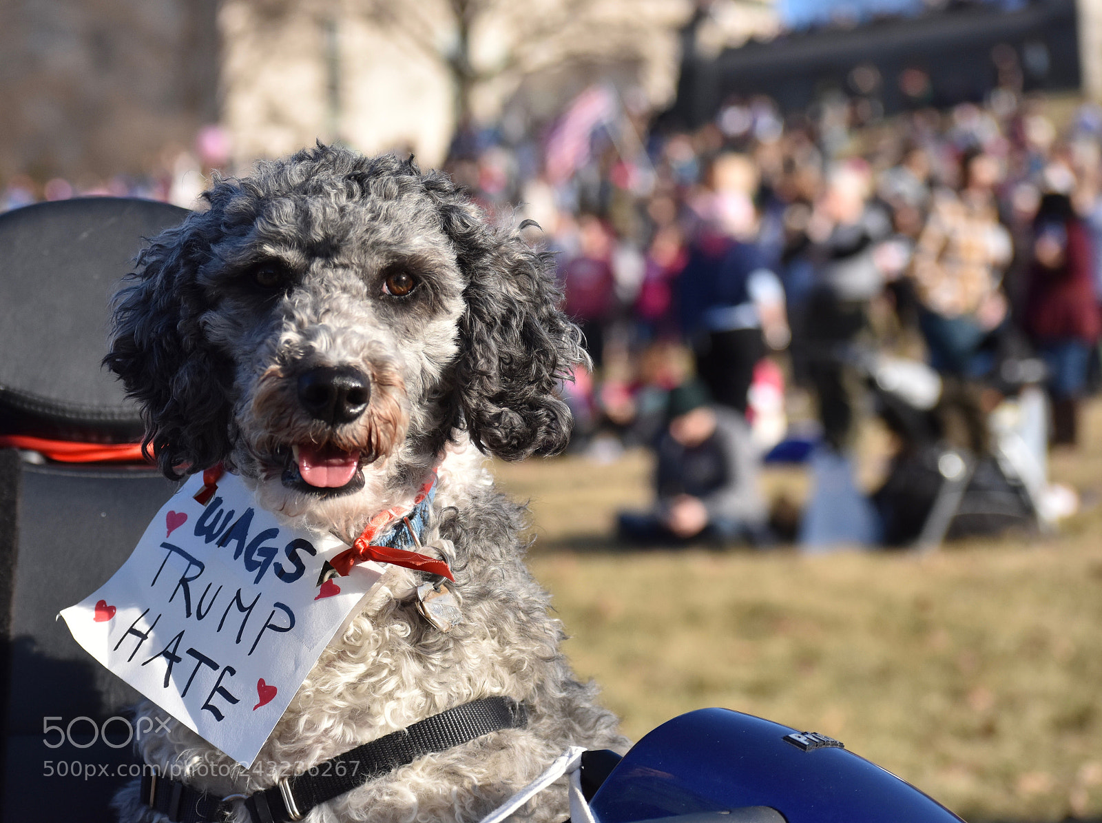Nikon D3400 sample photo. Nashville women's march photography