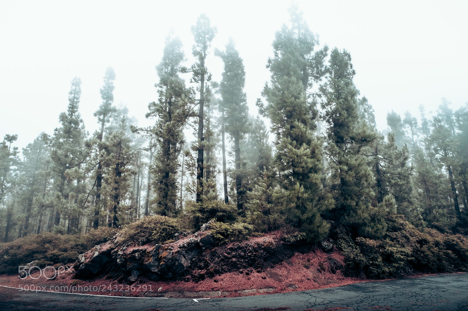 Fujifilm X-T2 sample photo. Canarias viva photography