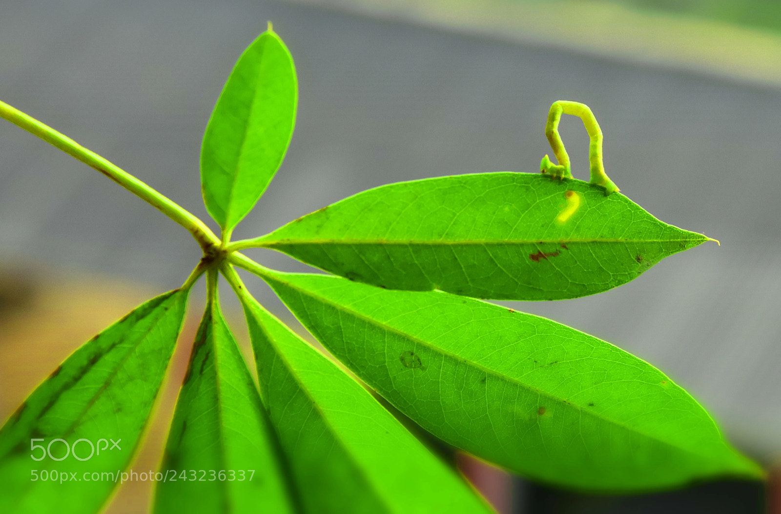 Nikon D7200 sample photo. J photography