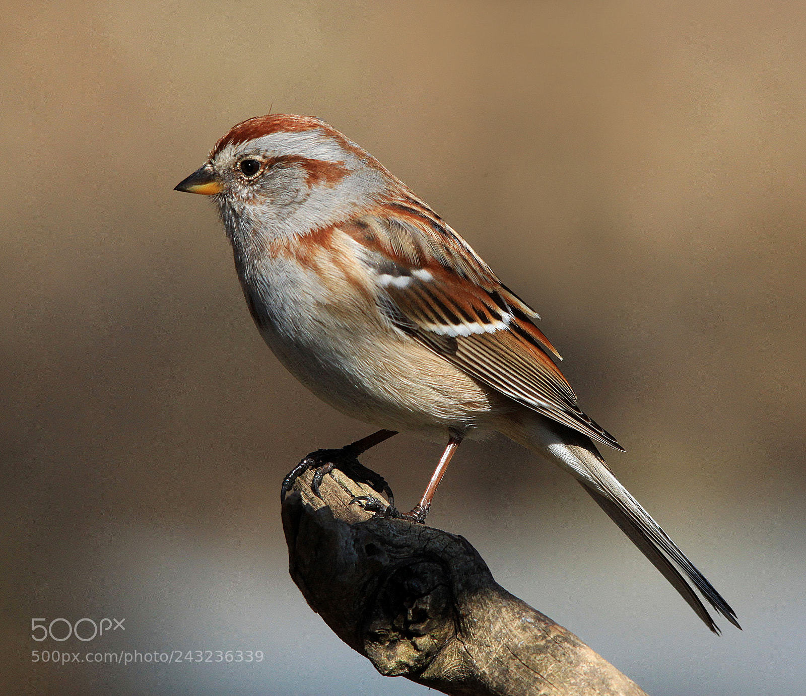 Canon EOS 500D (EOS Rebel T1i / EOS Kiss X3) sample photo. Sparrow on branch photography