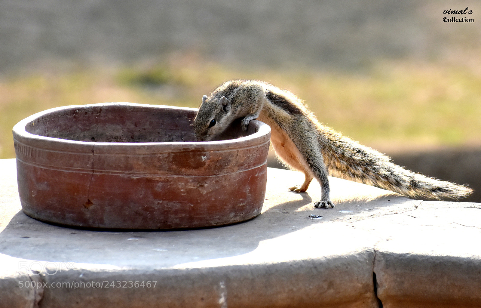 Nikon D7200 sample photo. Squirrel.jpg photography