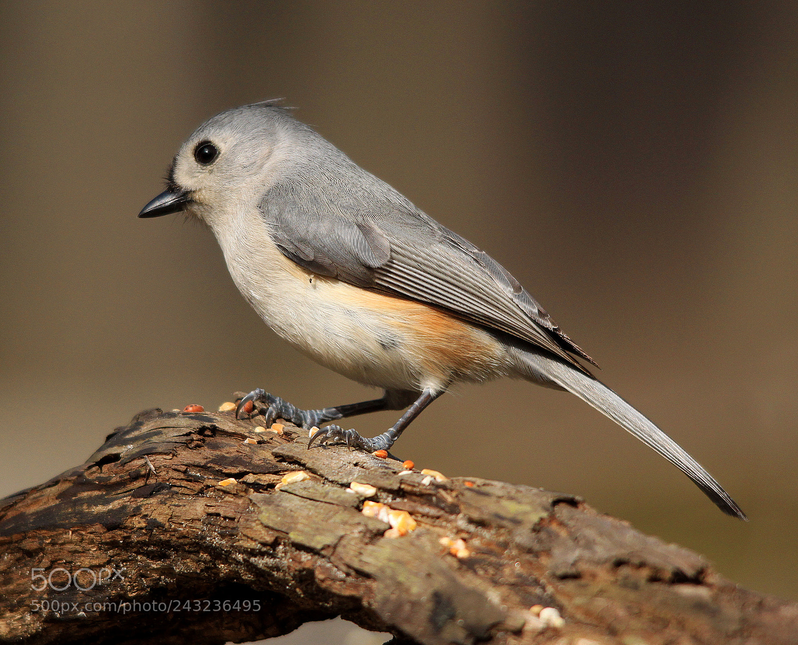 Canon EOS 500D (EOS Rebel T1i / EOS Kiss X3) sample photo. Tufted titmouse photography